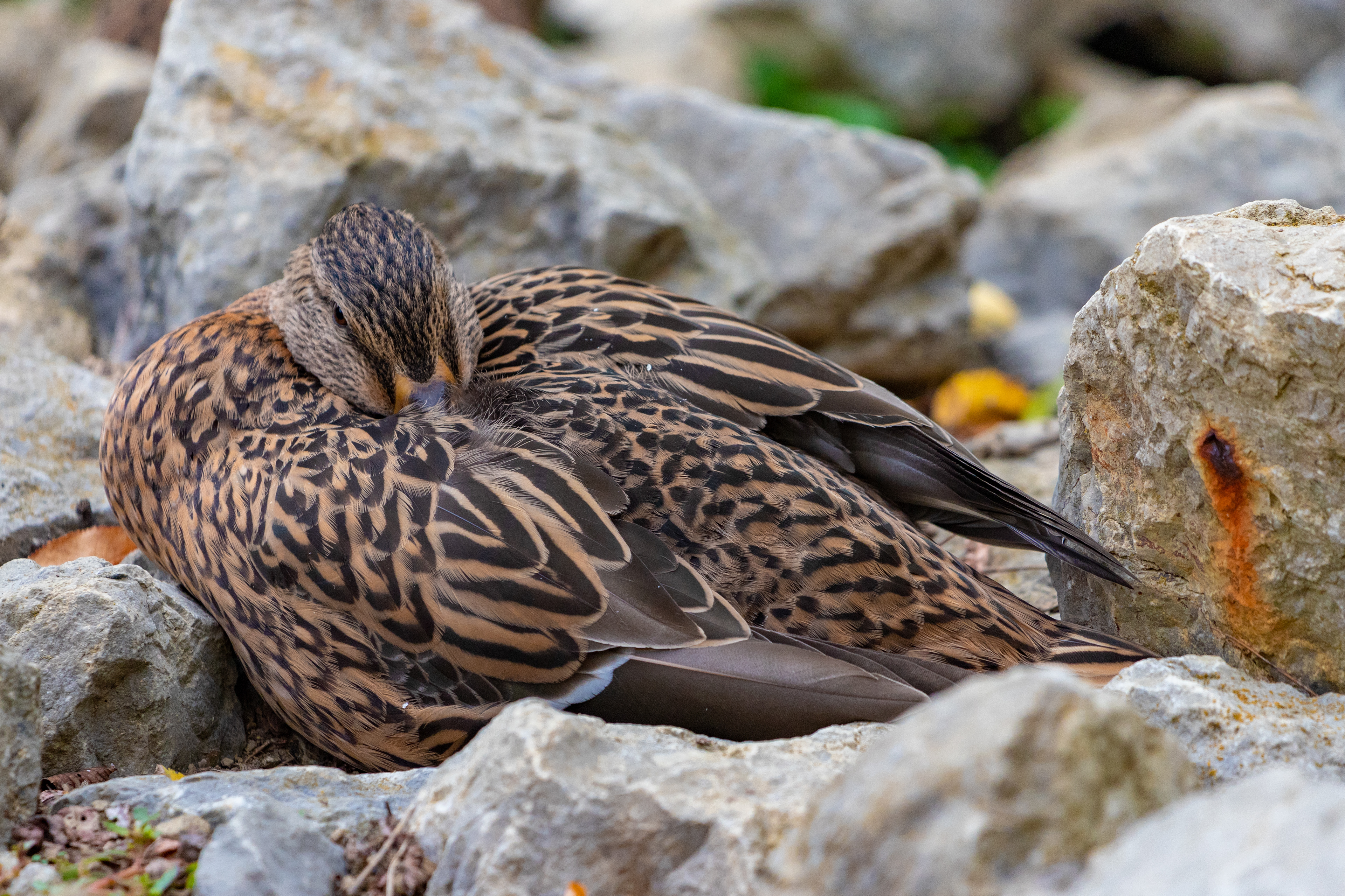 148 - Sleepy Duck