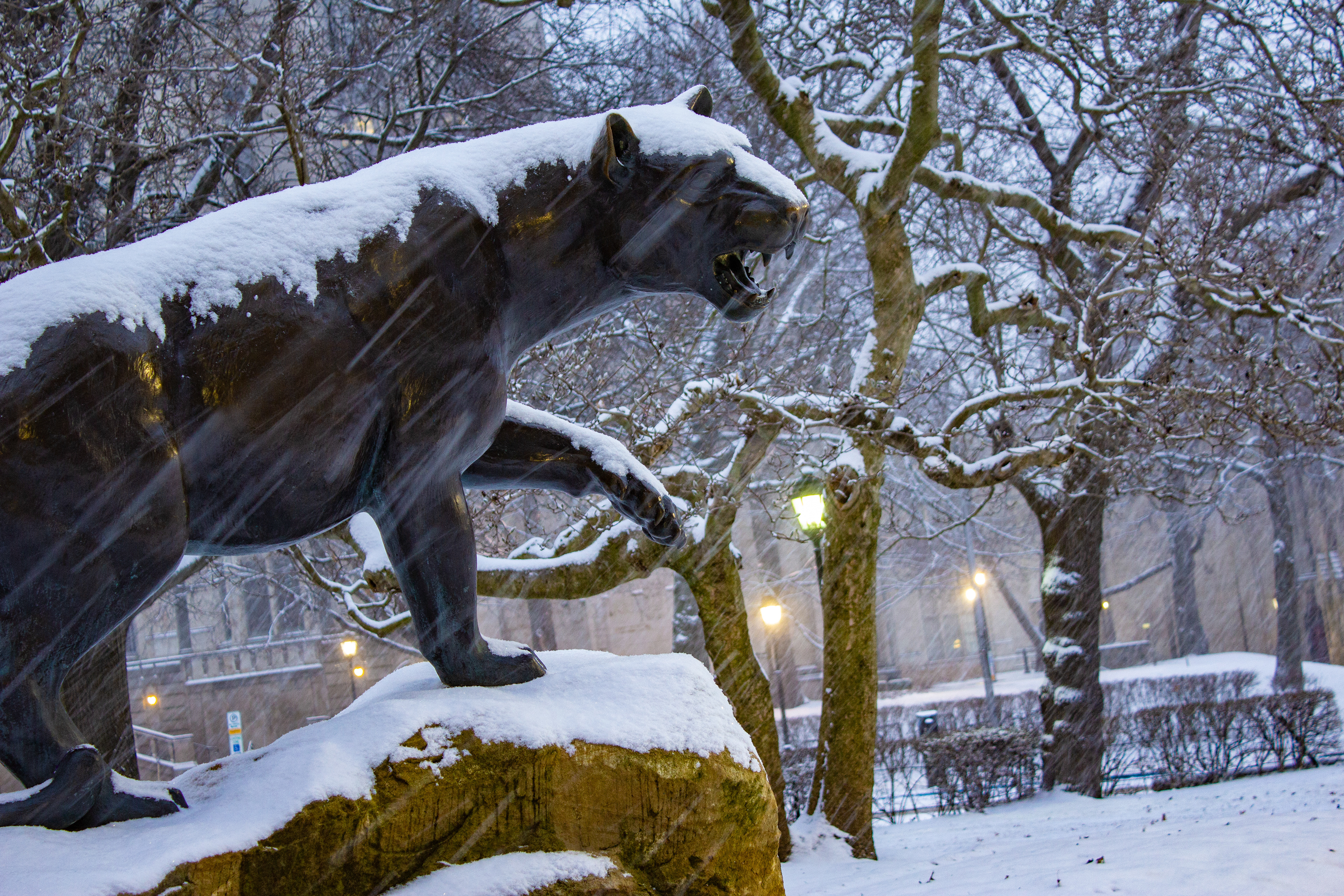 72- Snowy Panther