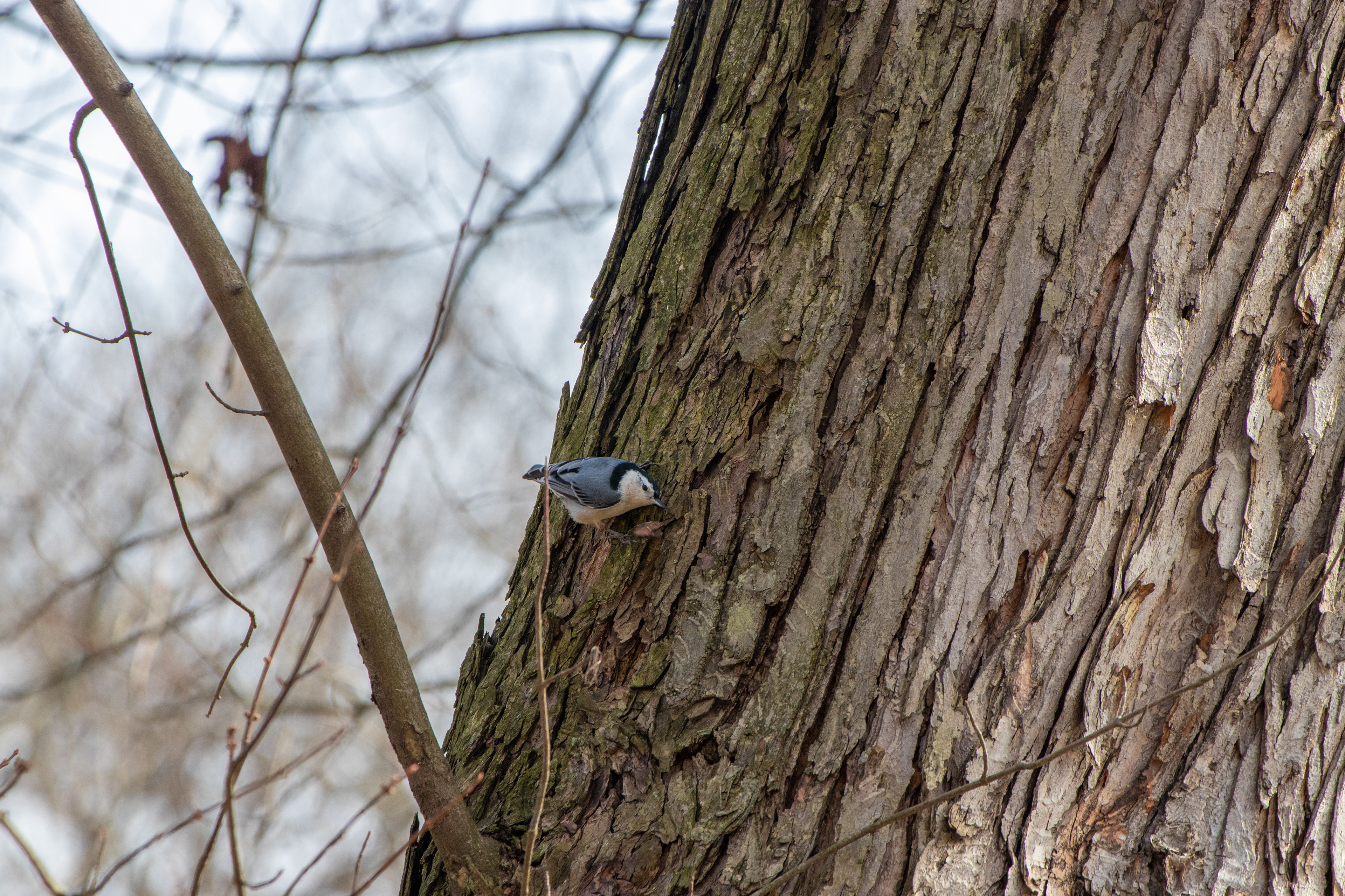 112 - Bird and the Tree