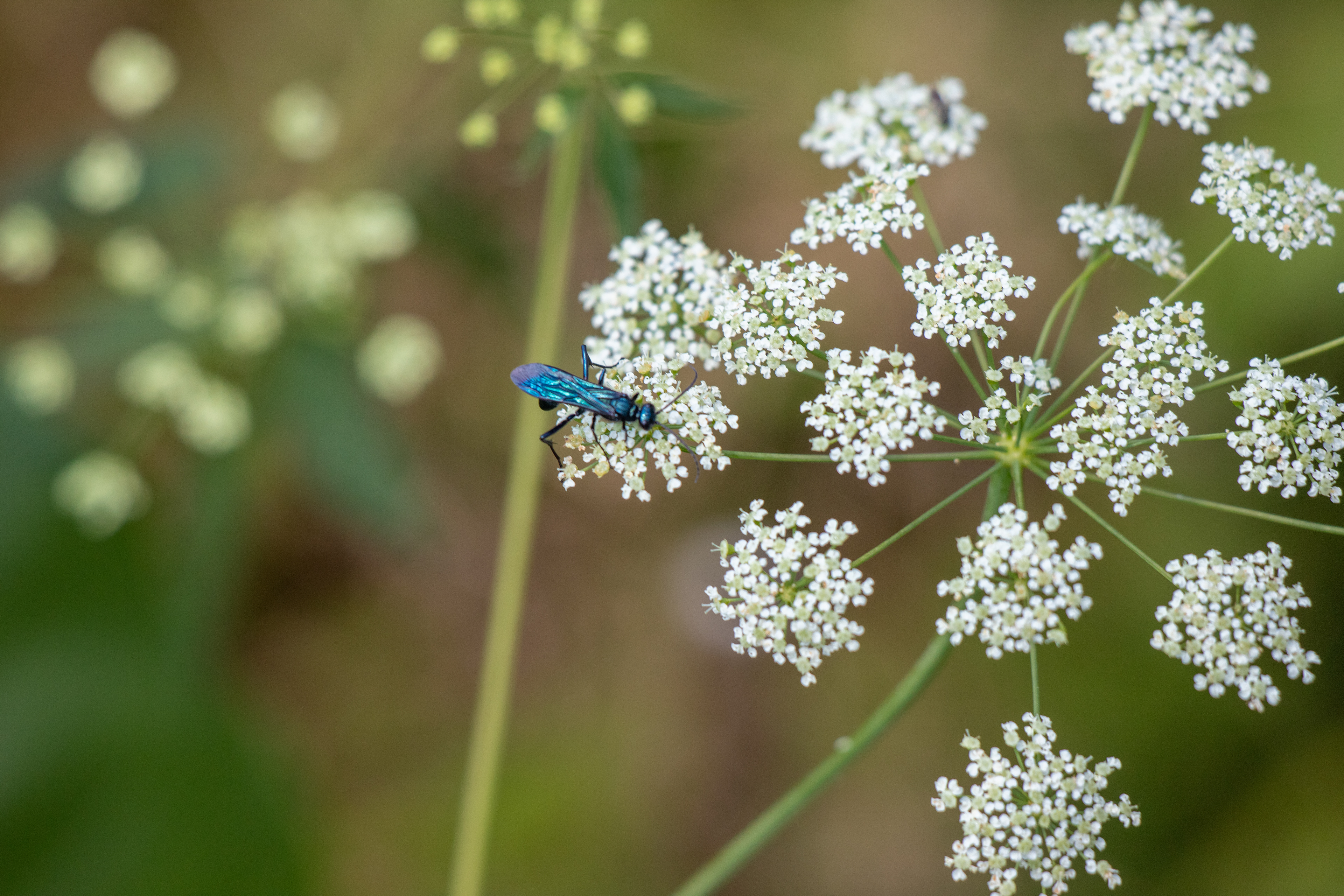 132 - Bug Times