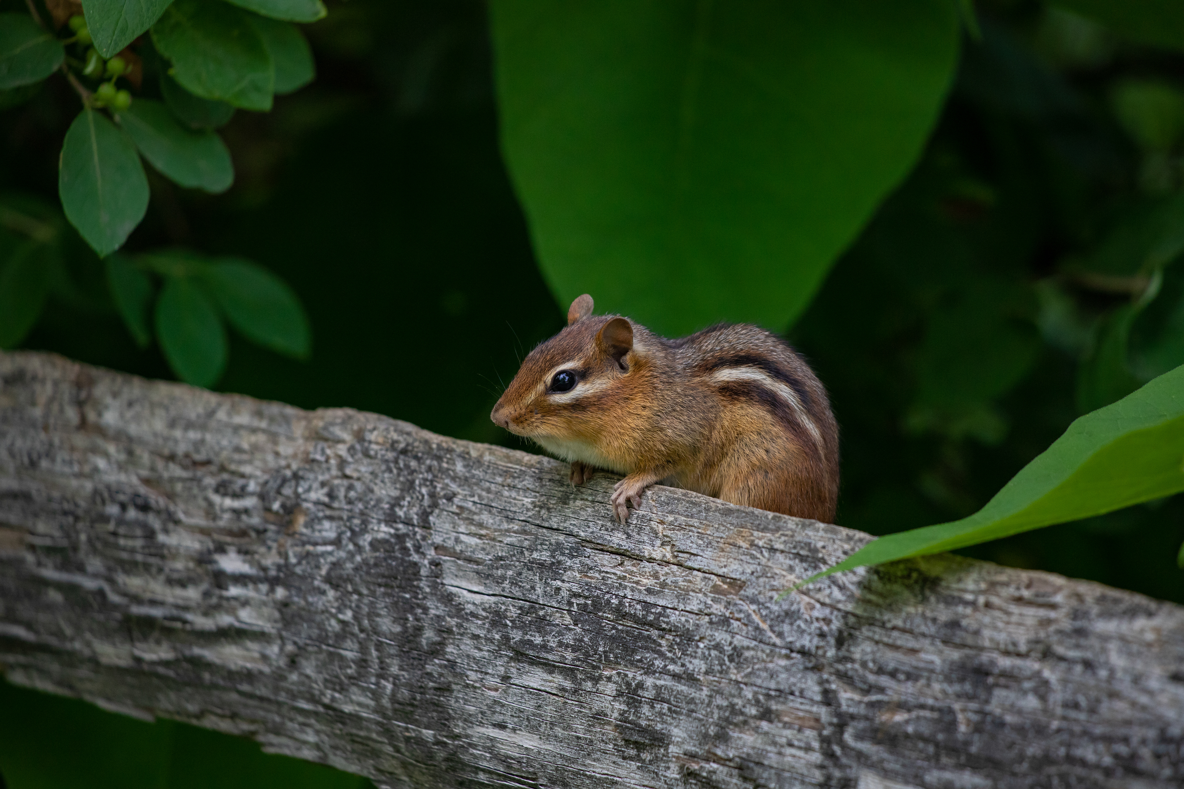126 - Lone Chipmunk