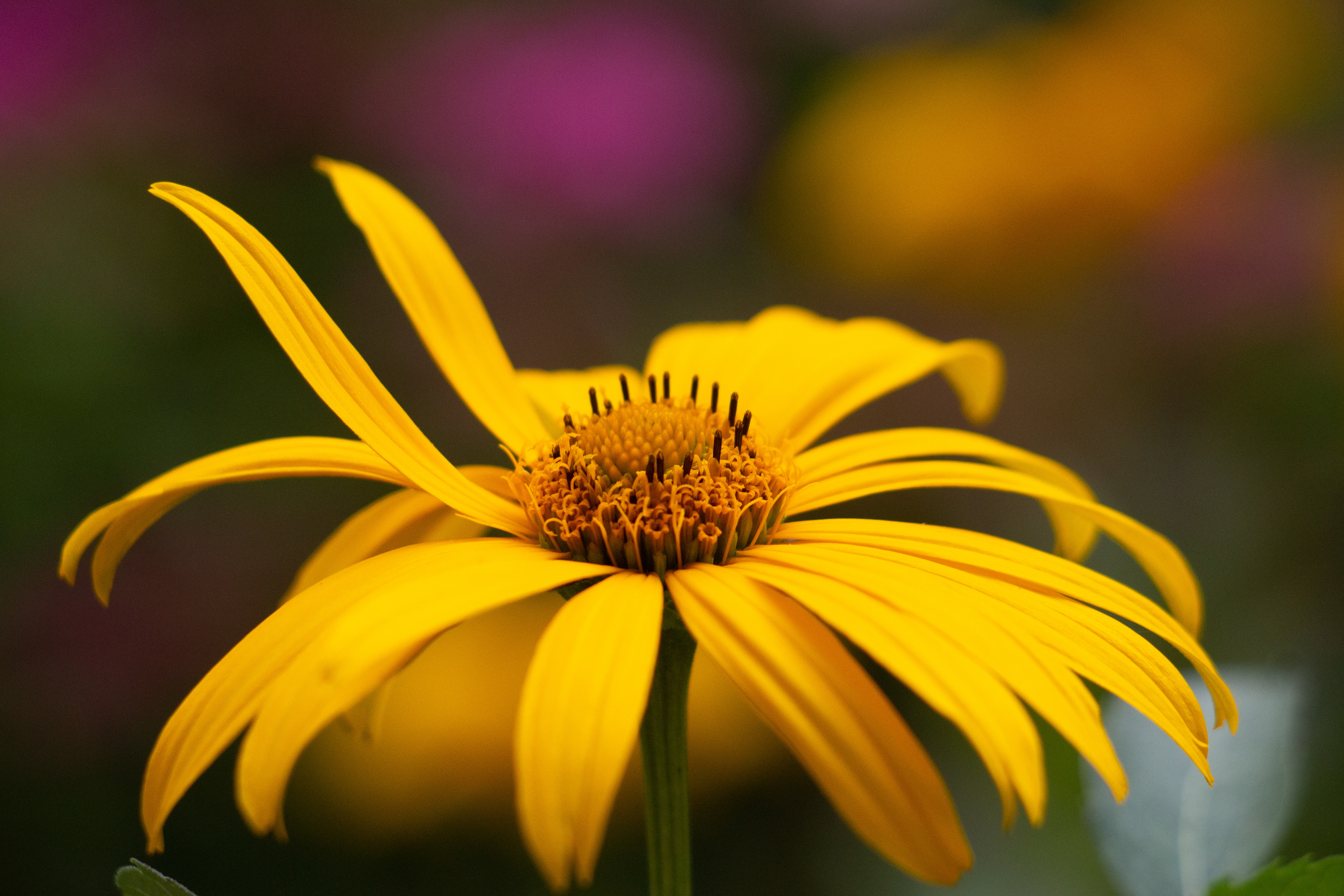 26 - Yellow Flower Bokeh