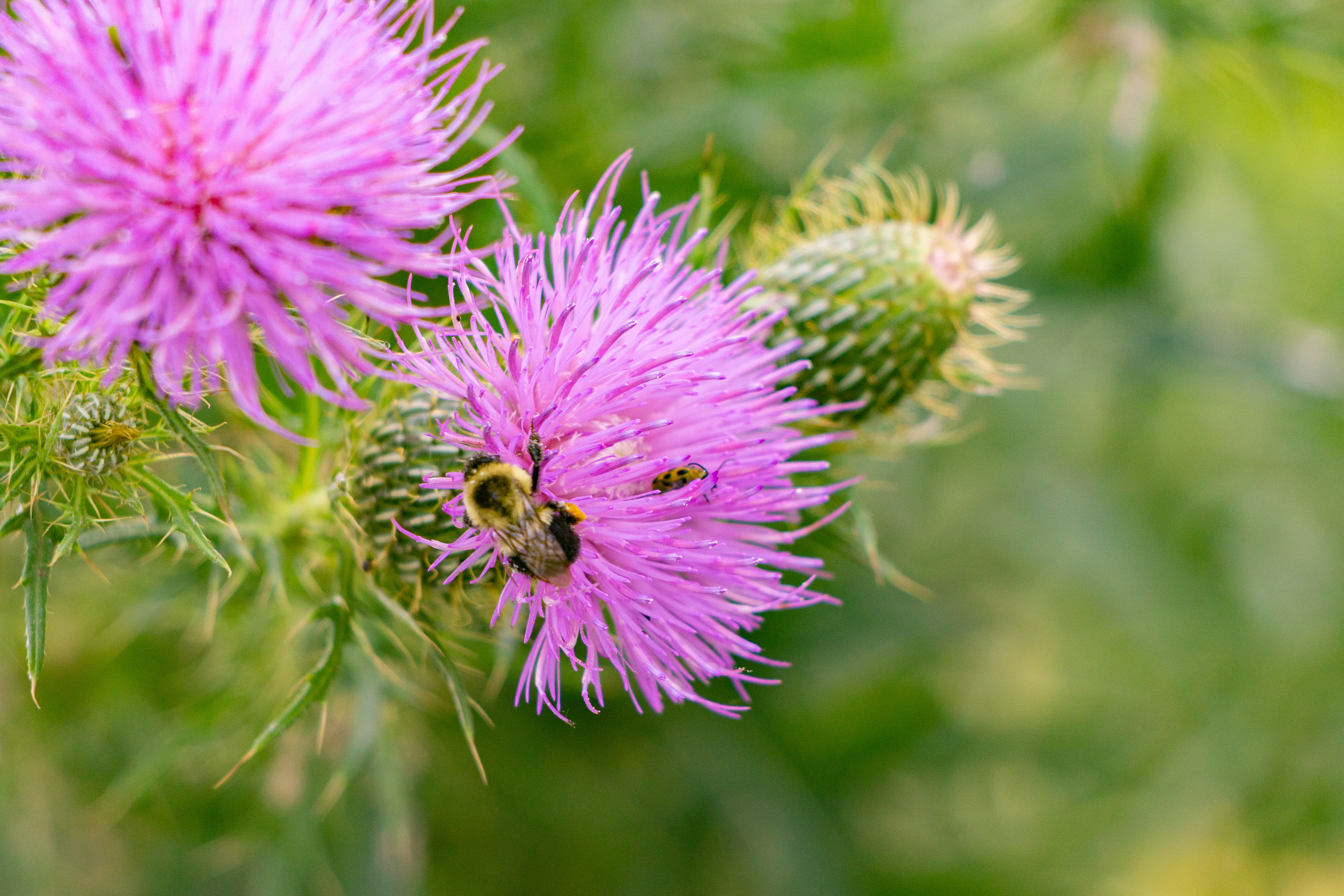 90 - Purple With a Bee