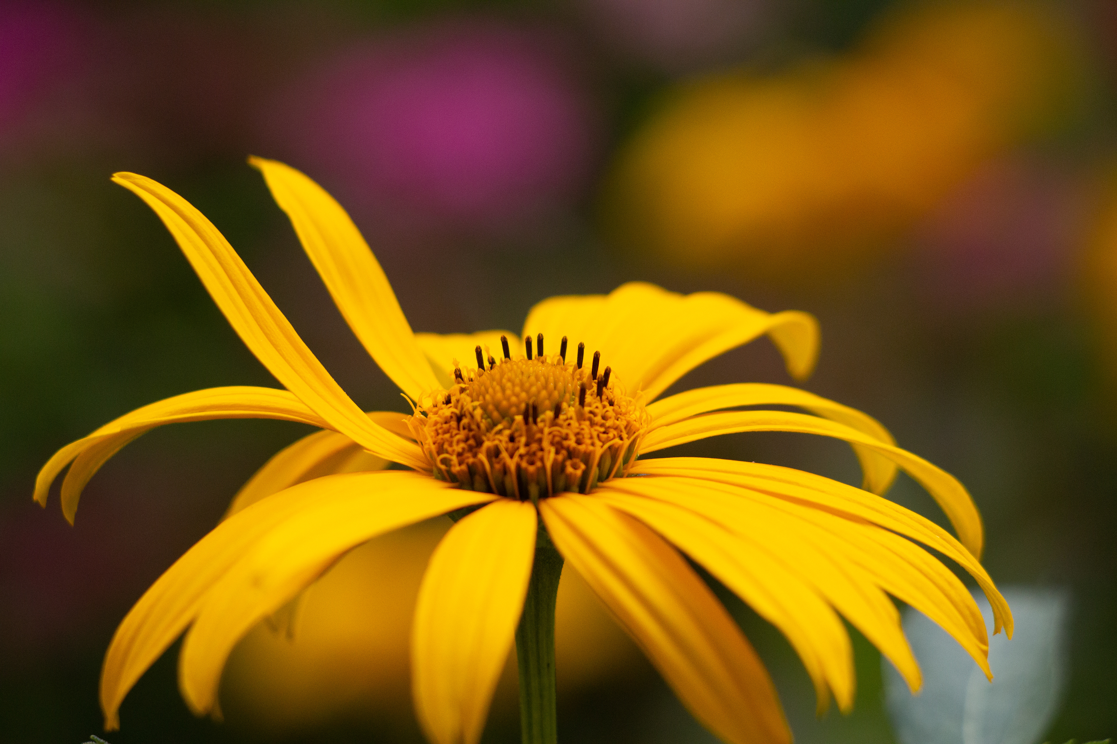 26- Yellow Flower Bokeh