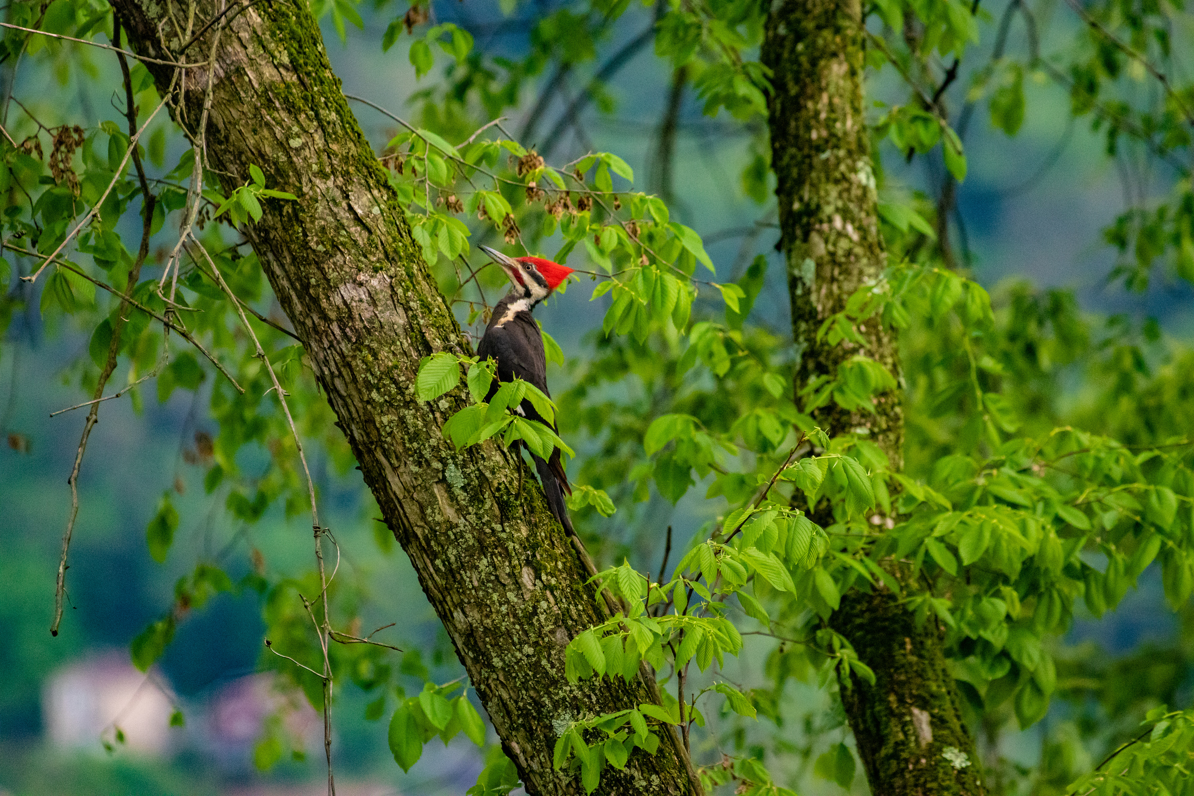 39- Backyard Tree Visitor
