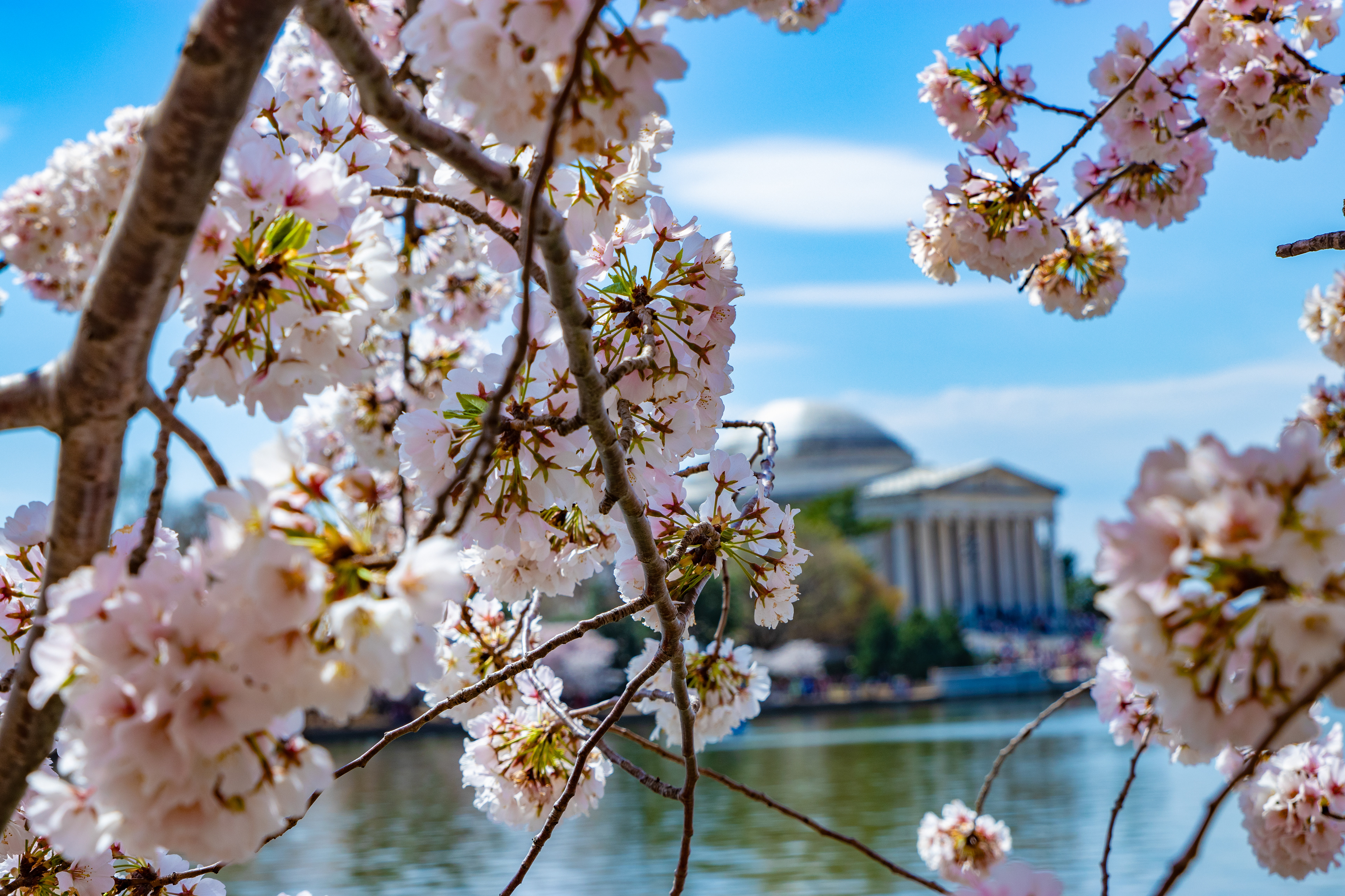 57- Through the Cherry Trees