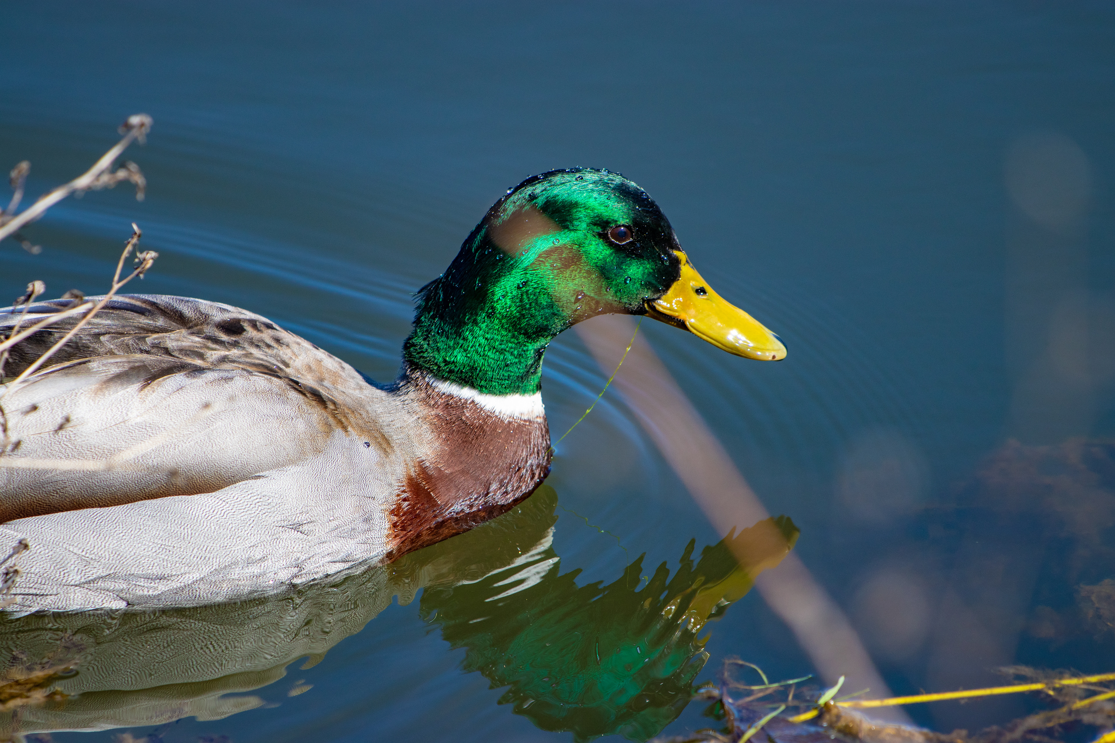 113 - A Wet Duck