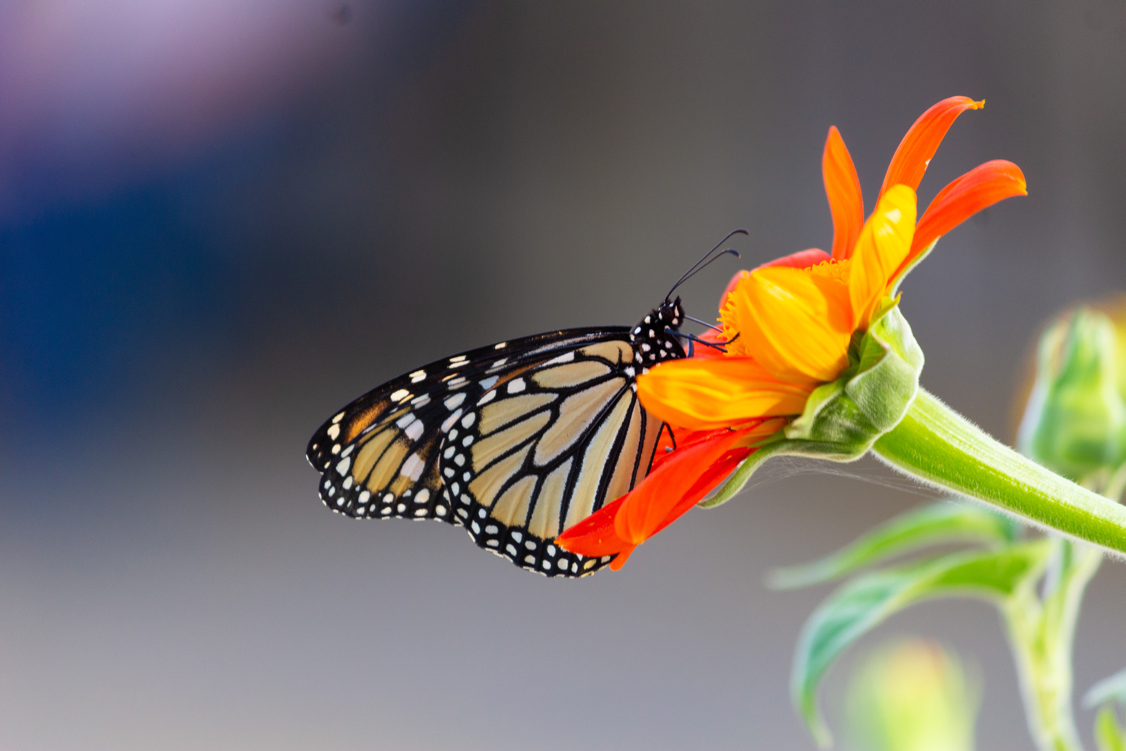 24- Butterfly on Duty