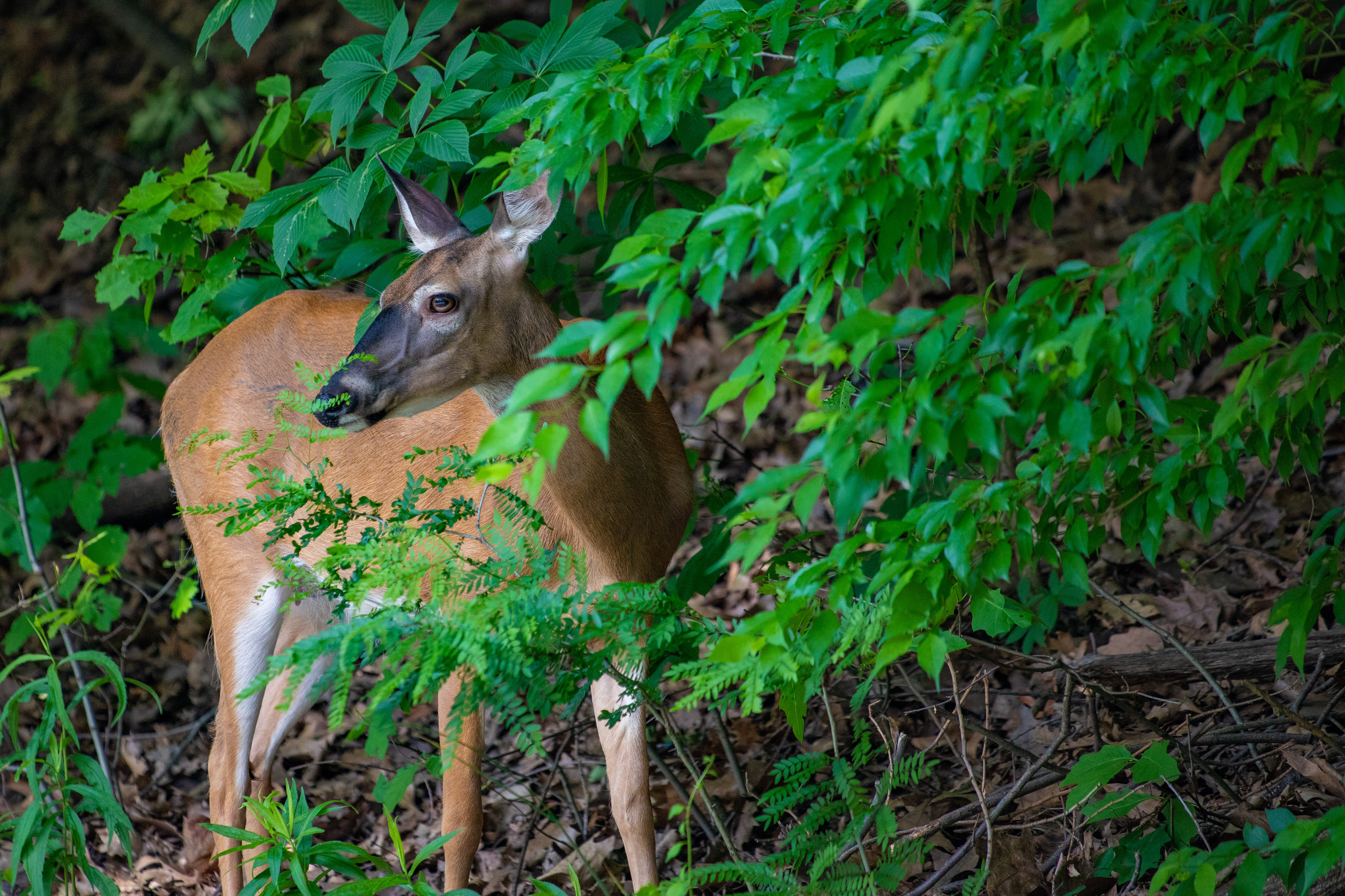 123 - Shy Deer