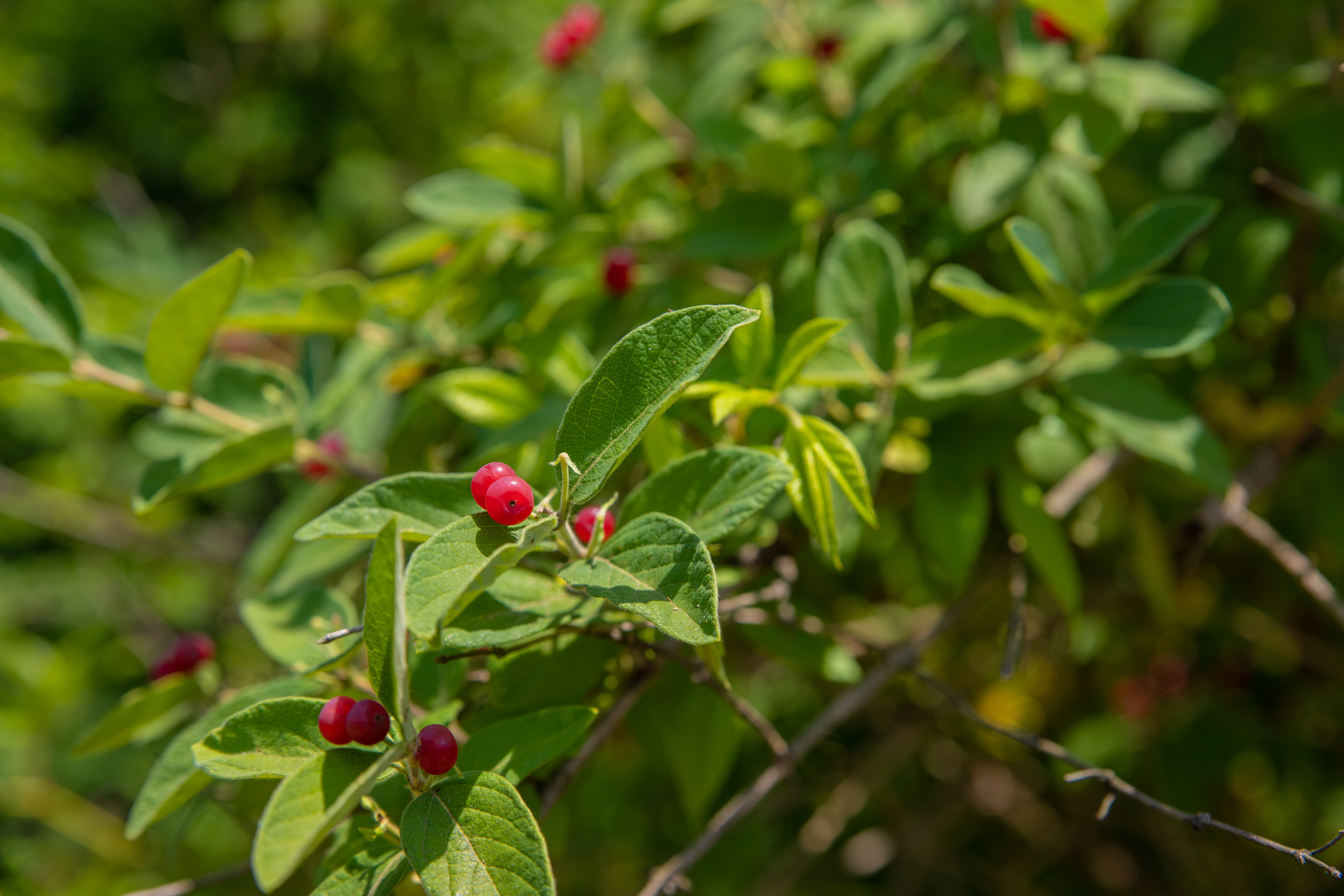 128 - Wild Berries