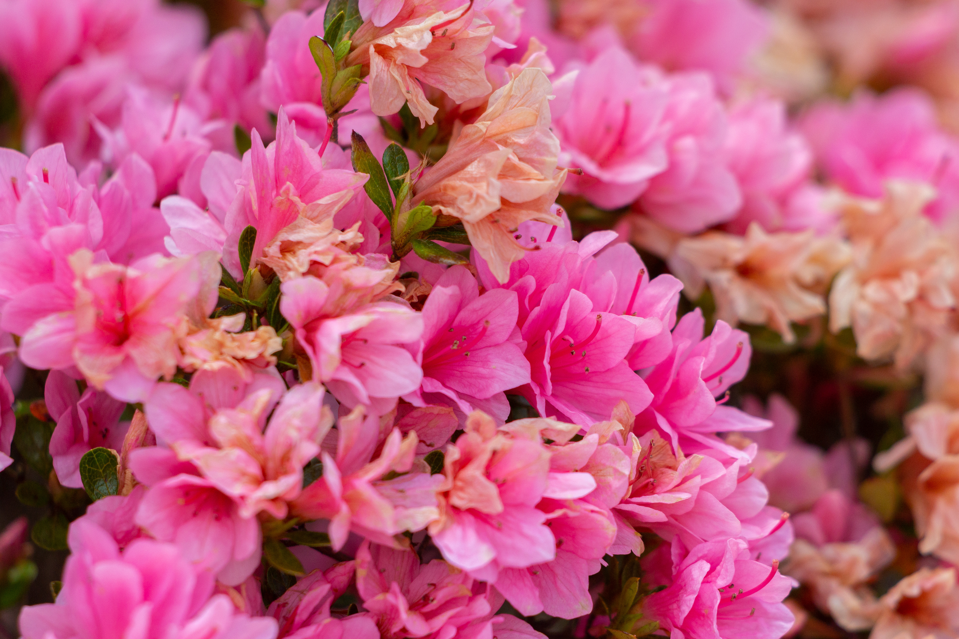 118 - Pink Flowers