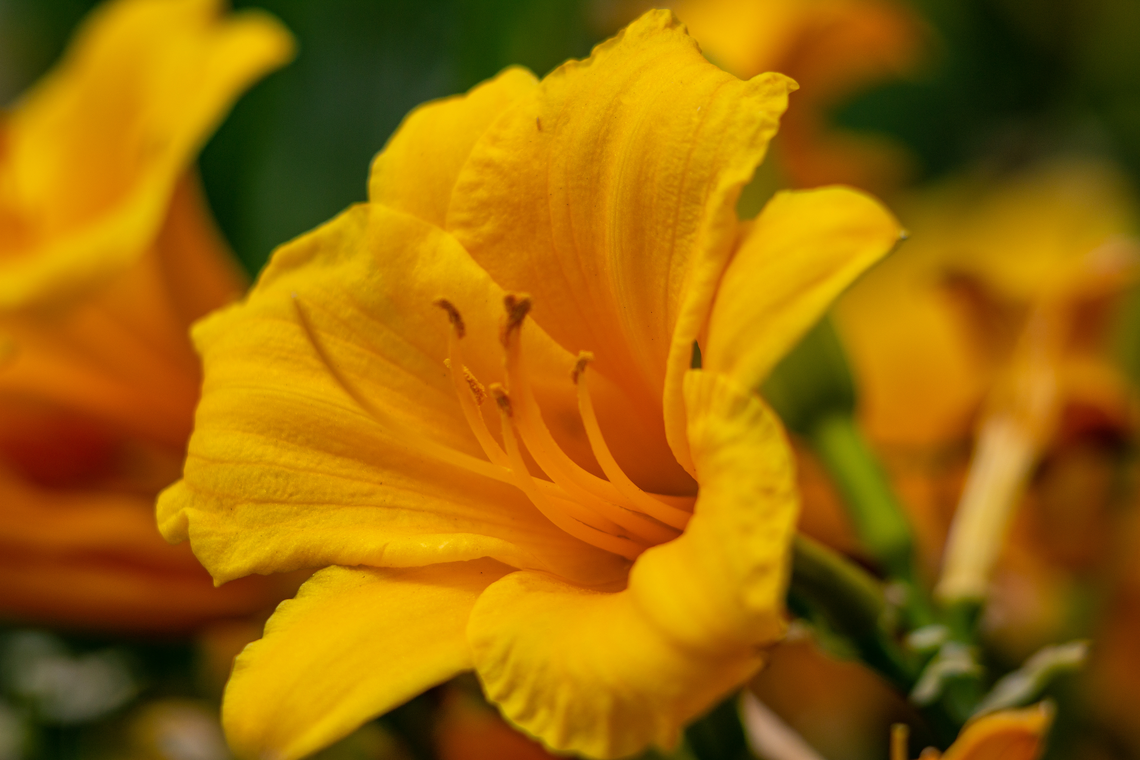 25- Yellow Flower