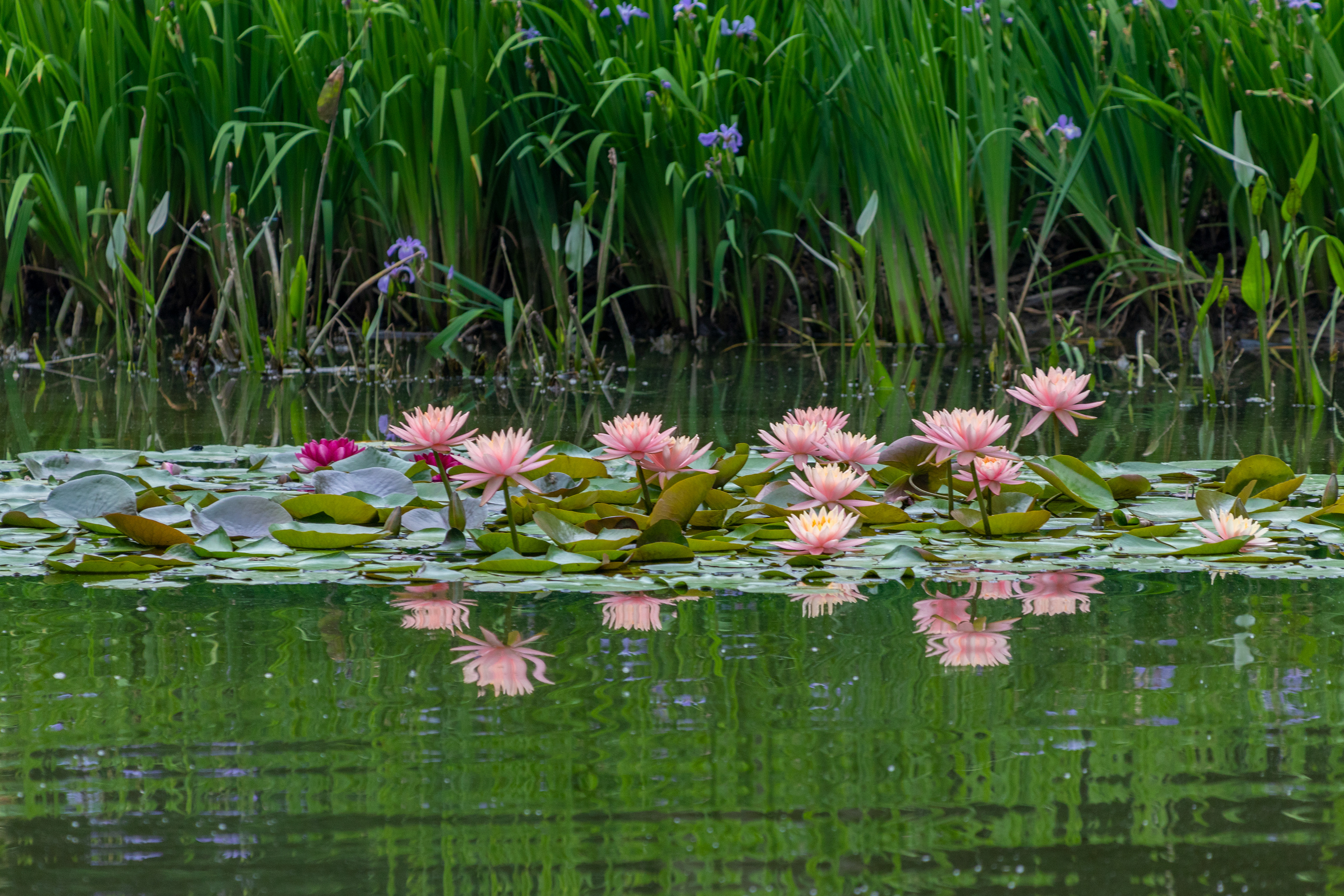 102 - Pink Lotus