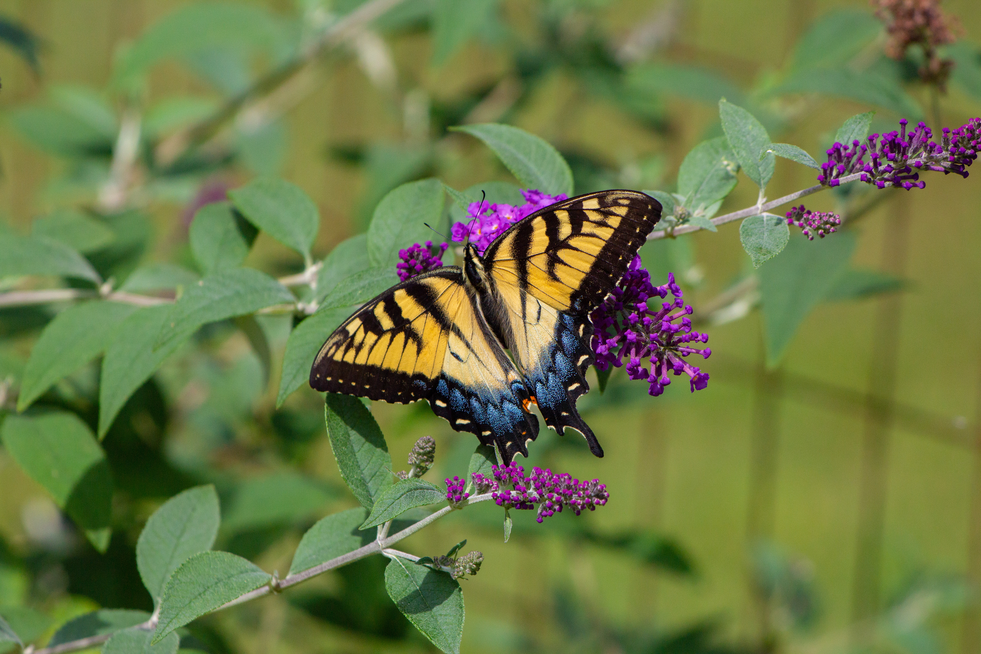 134 - Tiger Butterfly