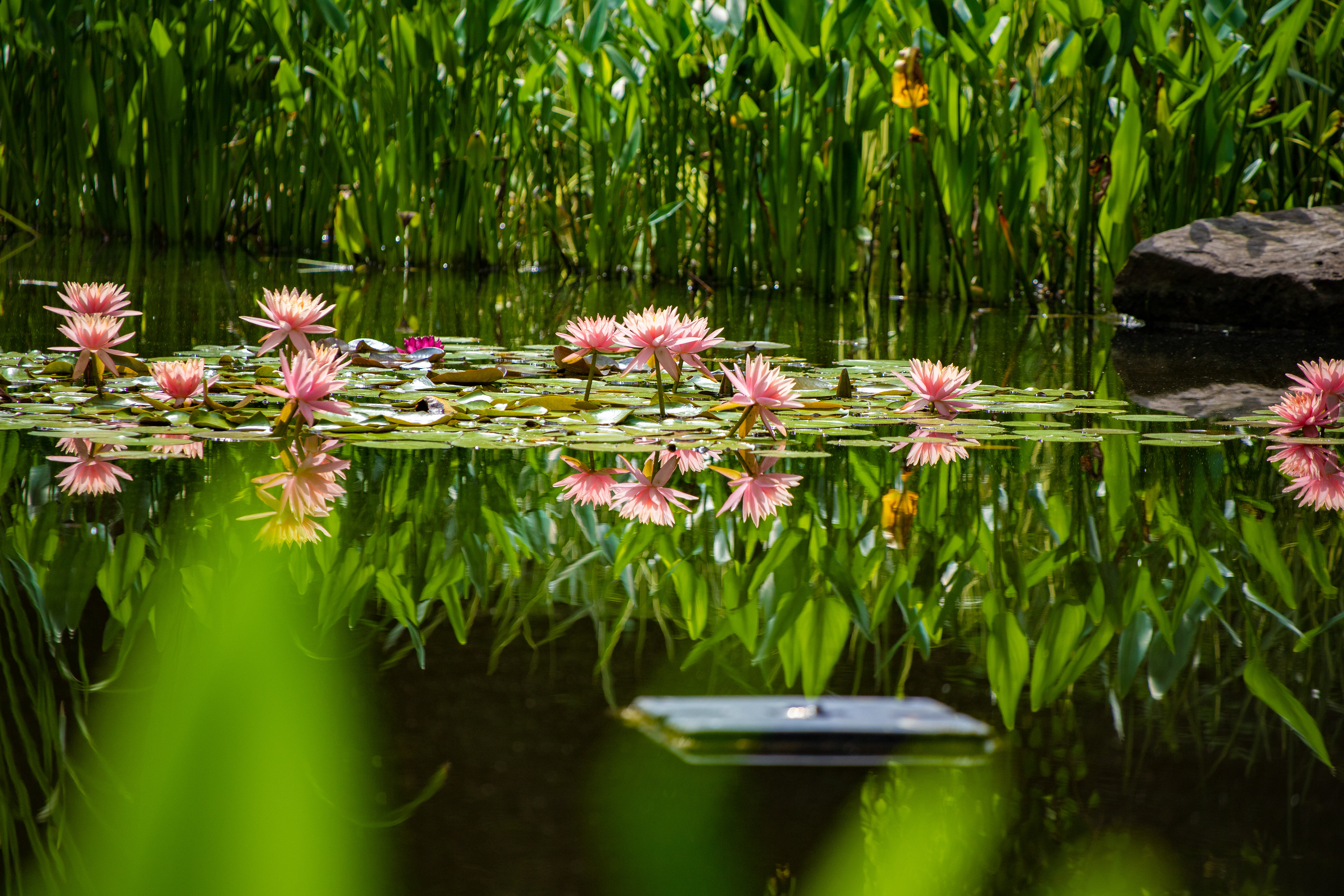 122 - Lotus Flowers Two