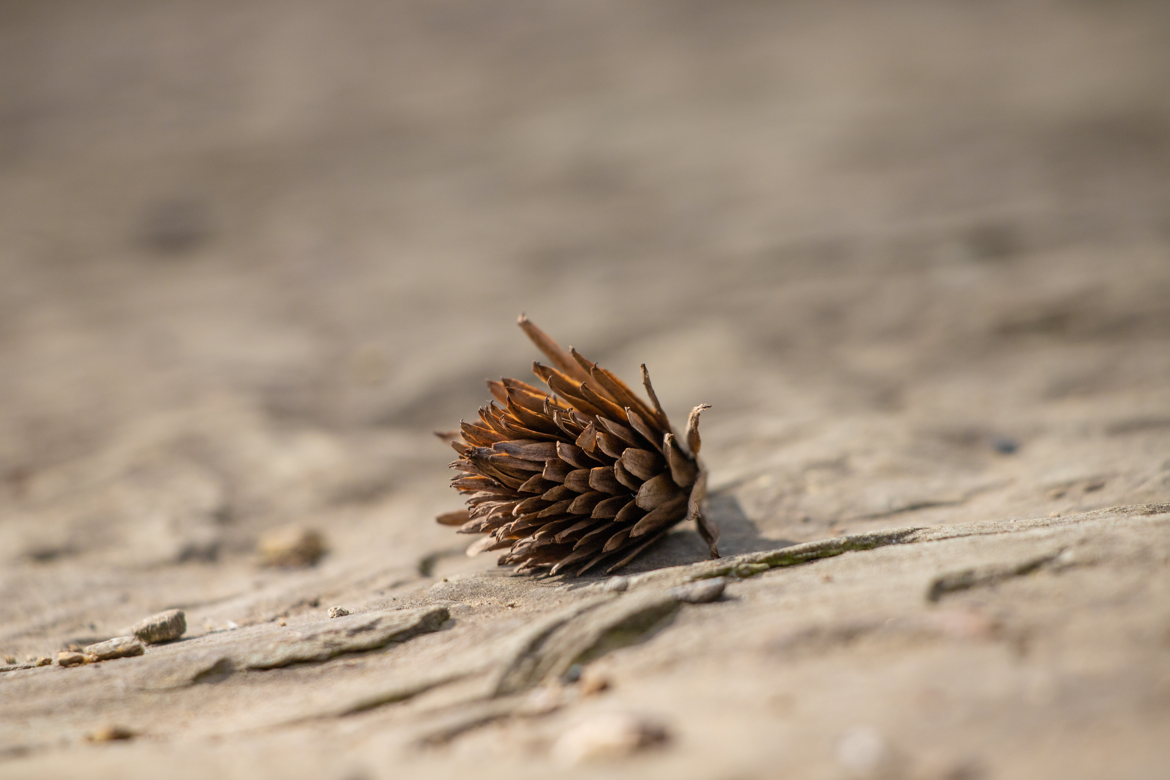 145 - Lone Pinecone