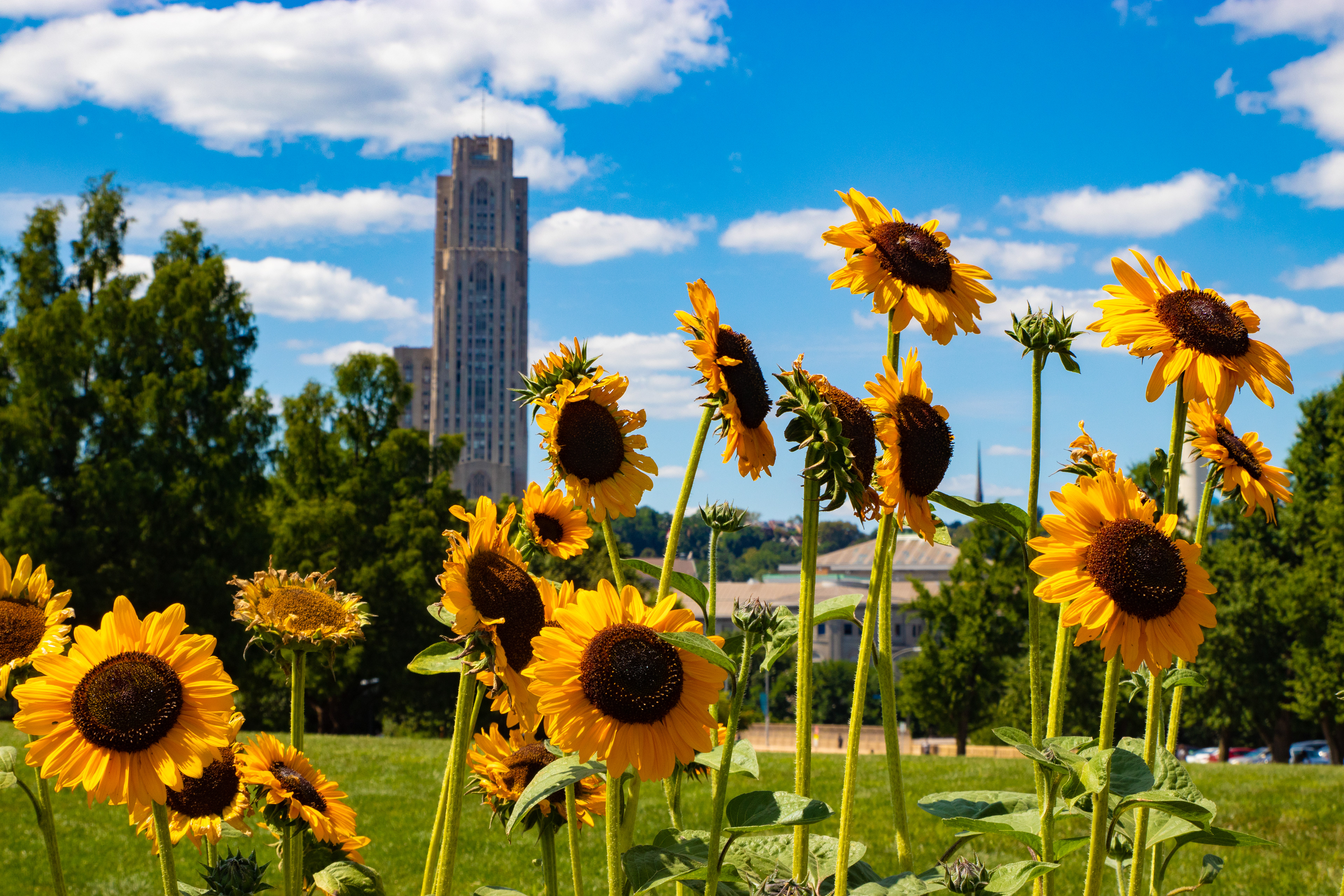 86- Sunny Pittsburgh