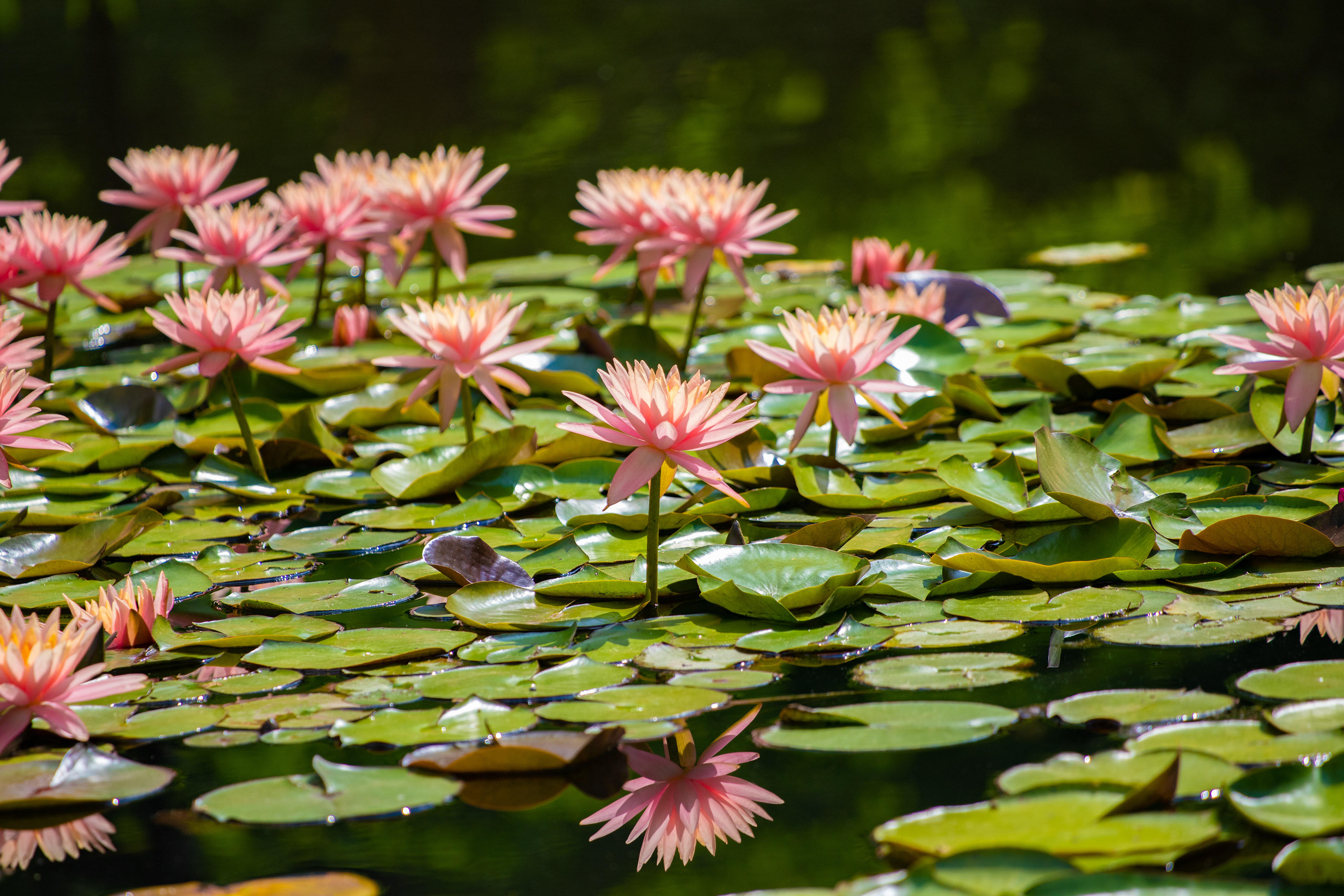 121 - Lotus Flowers