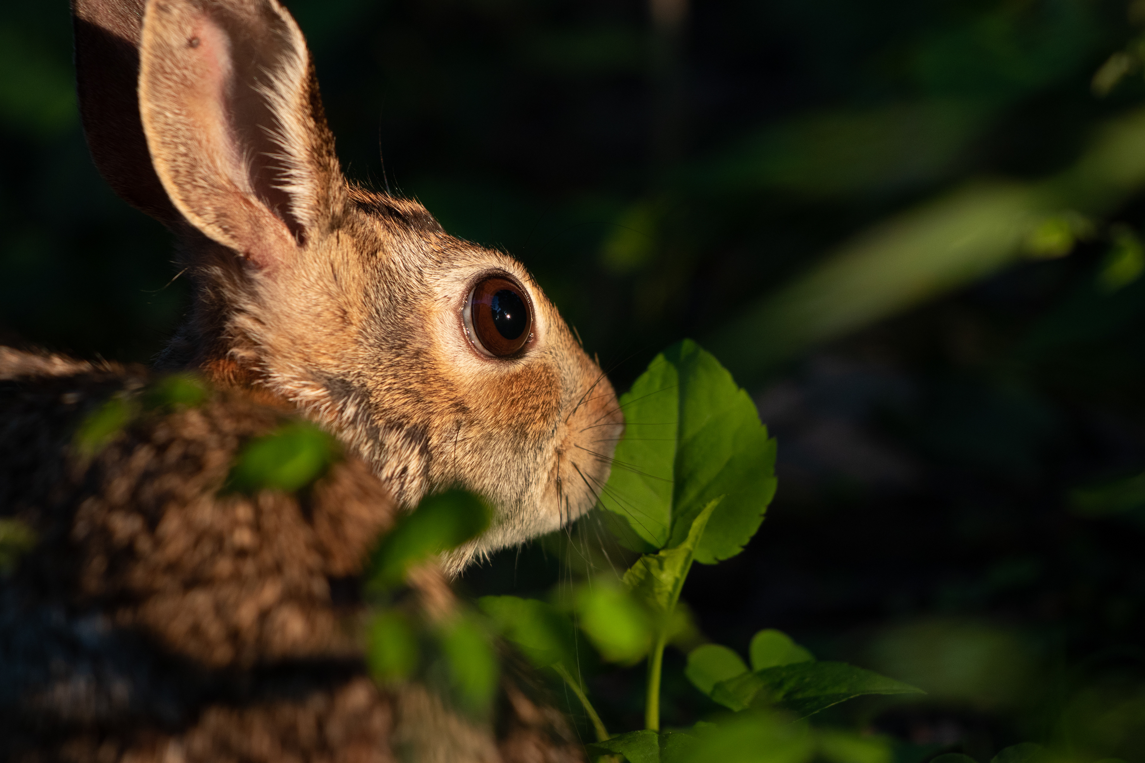 97 - Epic Rabbit