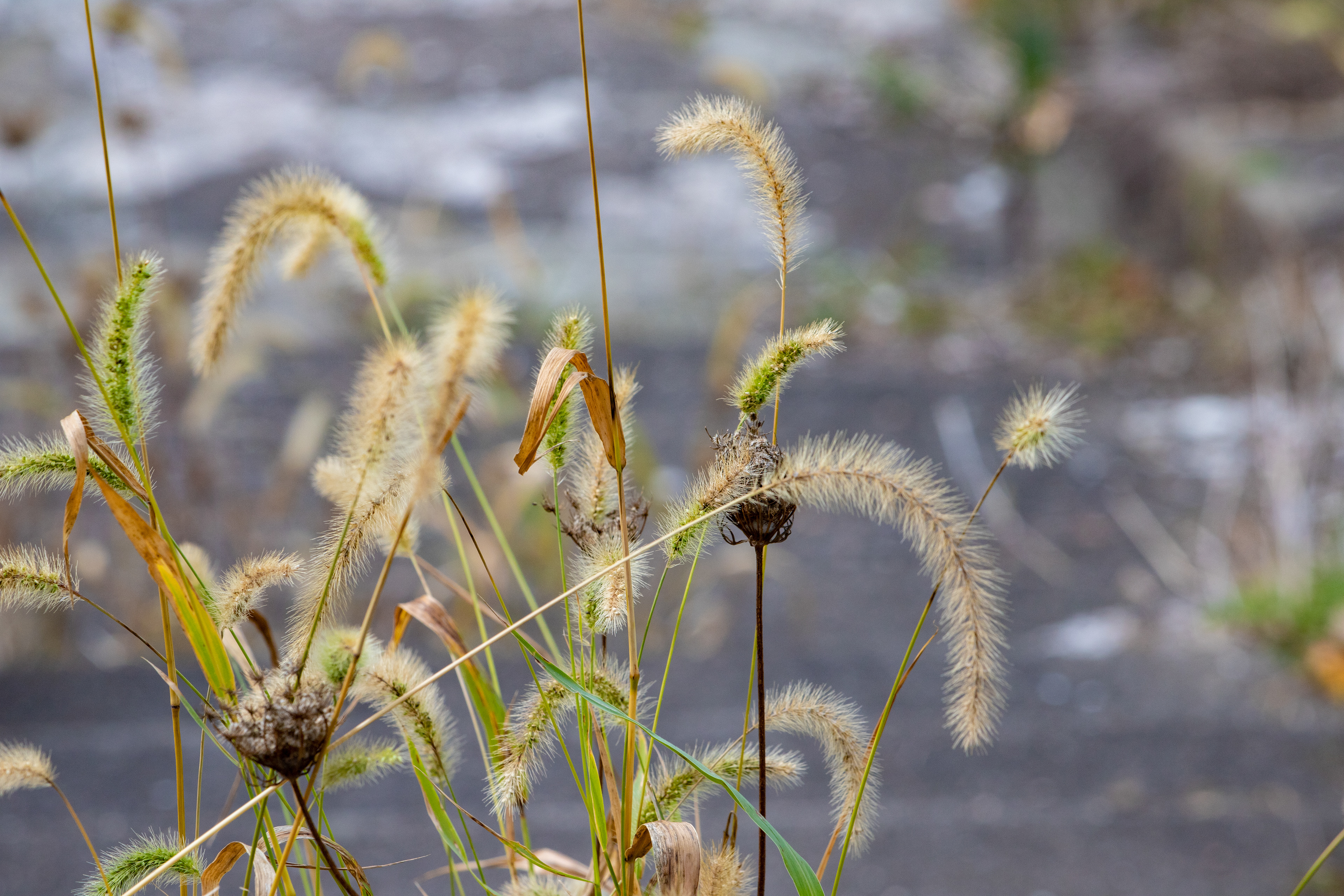 144 - Weeds in the Sidewalk
