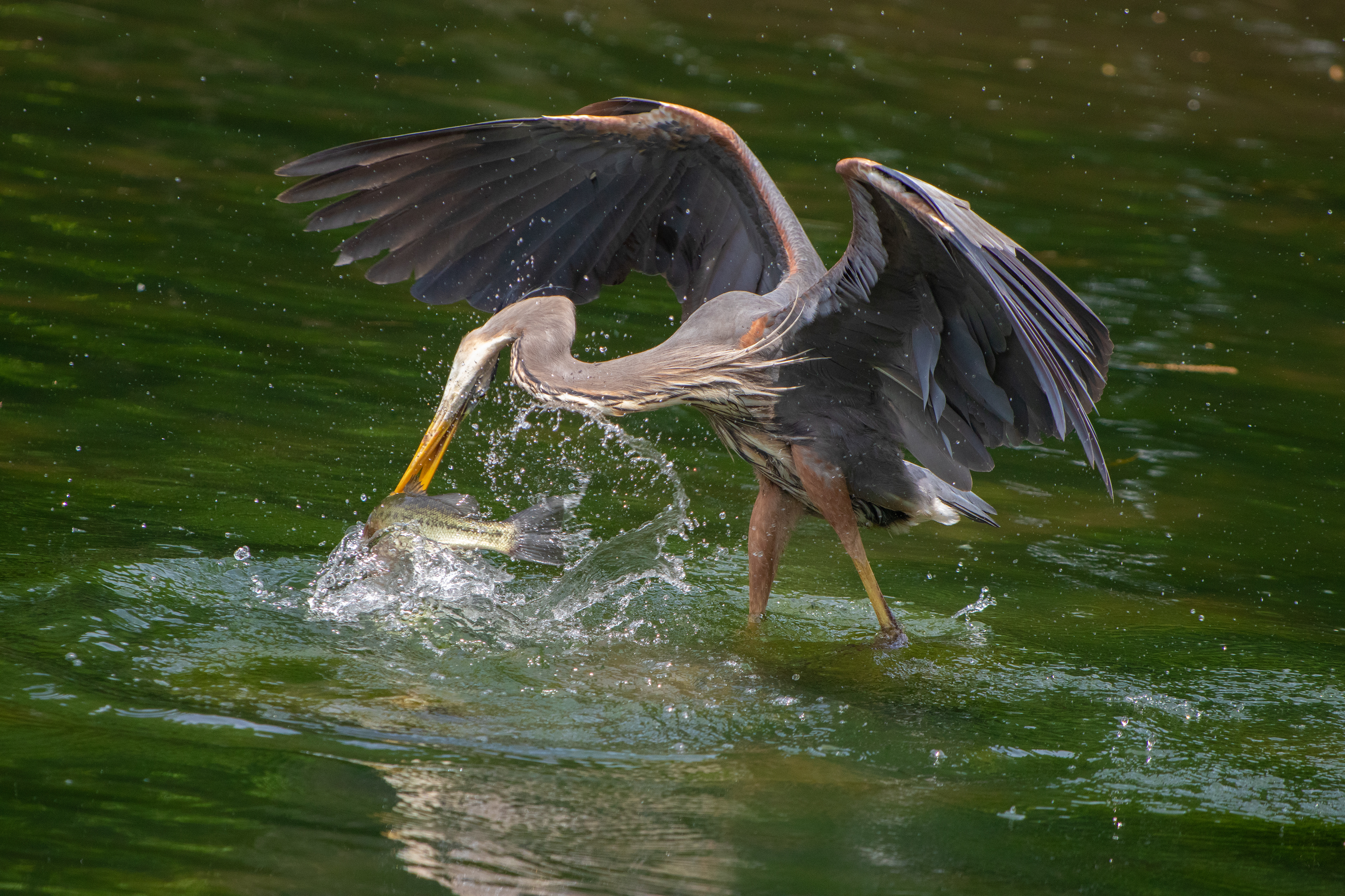 137 - Afternoon Catch