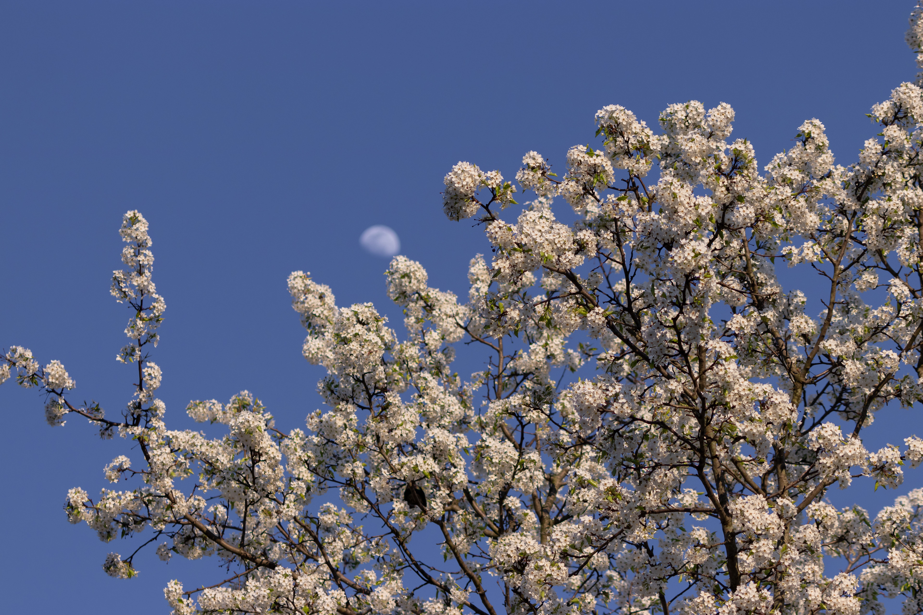 151 - Blossoms and Moon