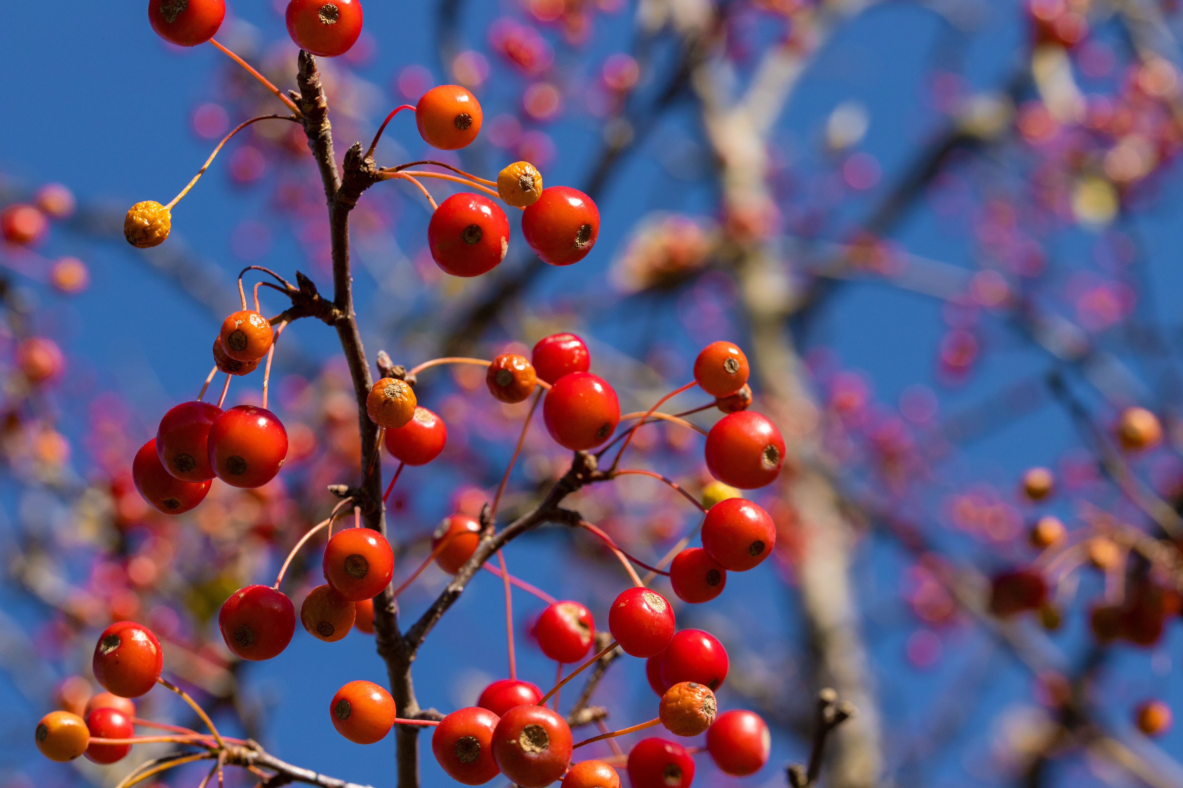 154 - Lonely Berries