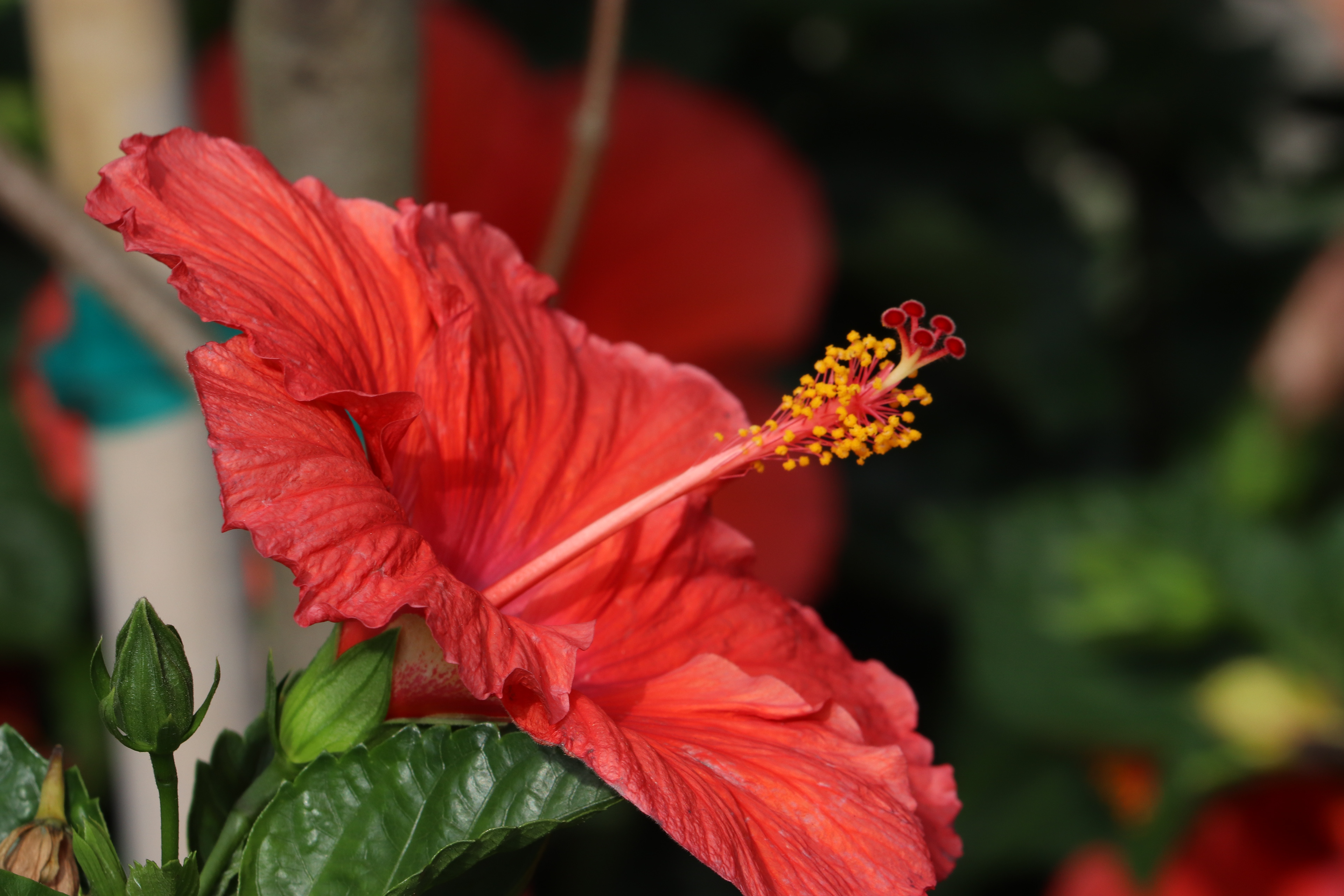 106 - Pretty Red Flower