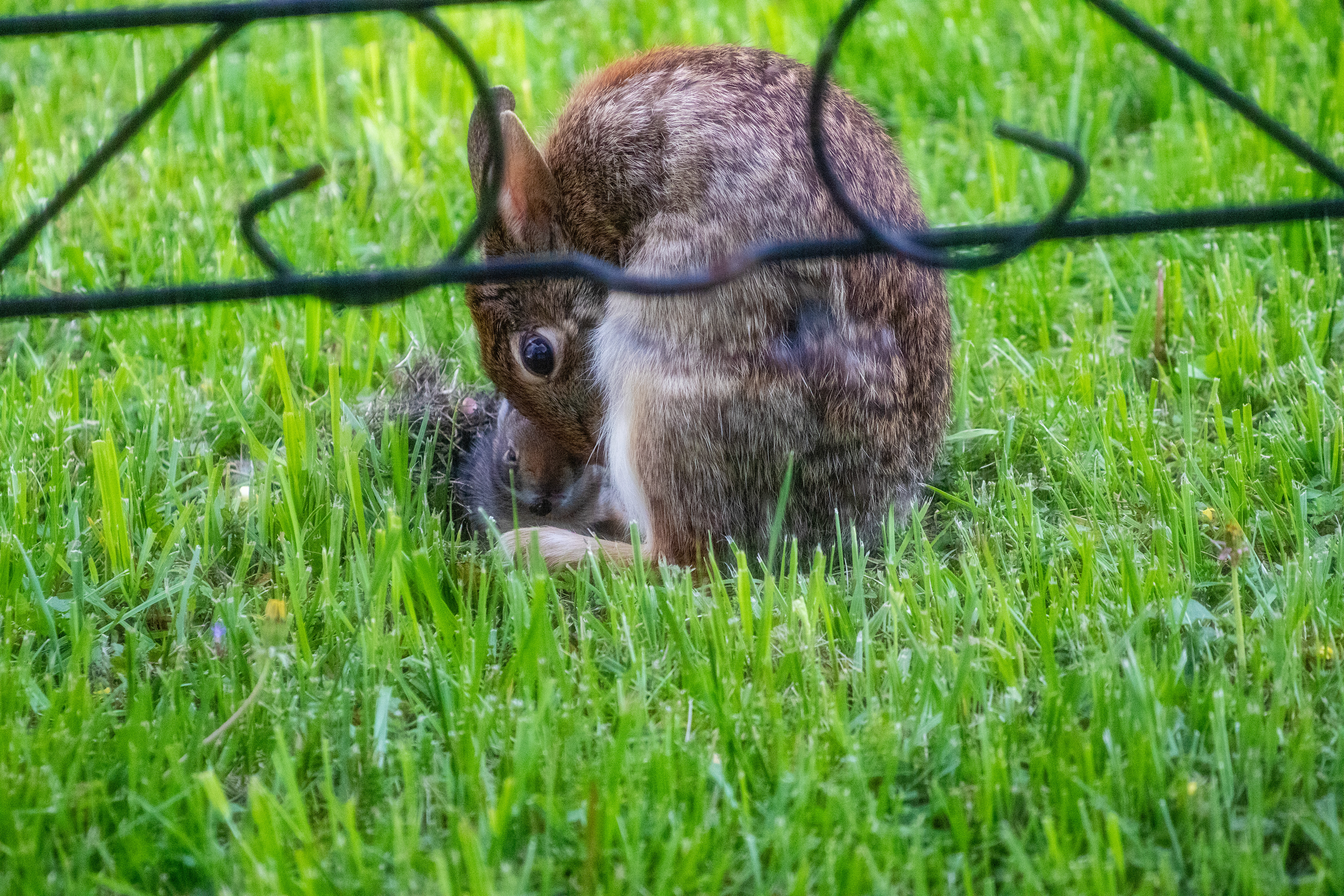 37- Mamma and Baby Rabbit