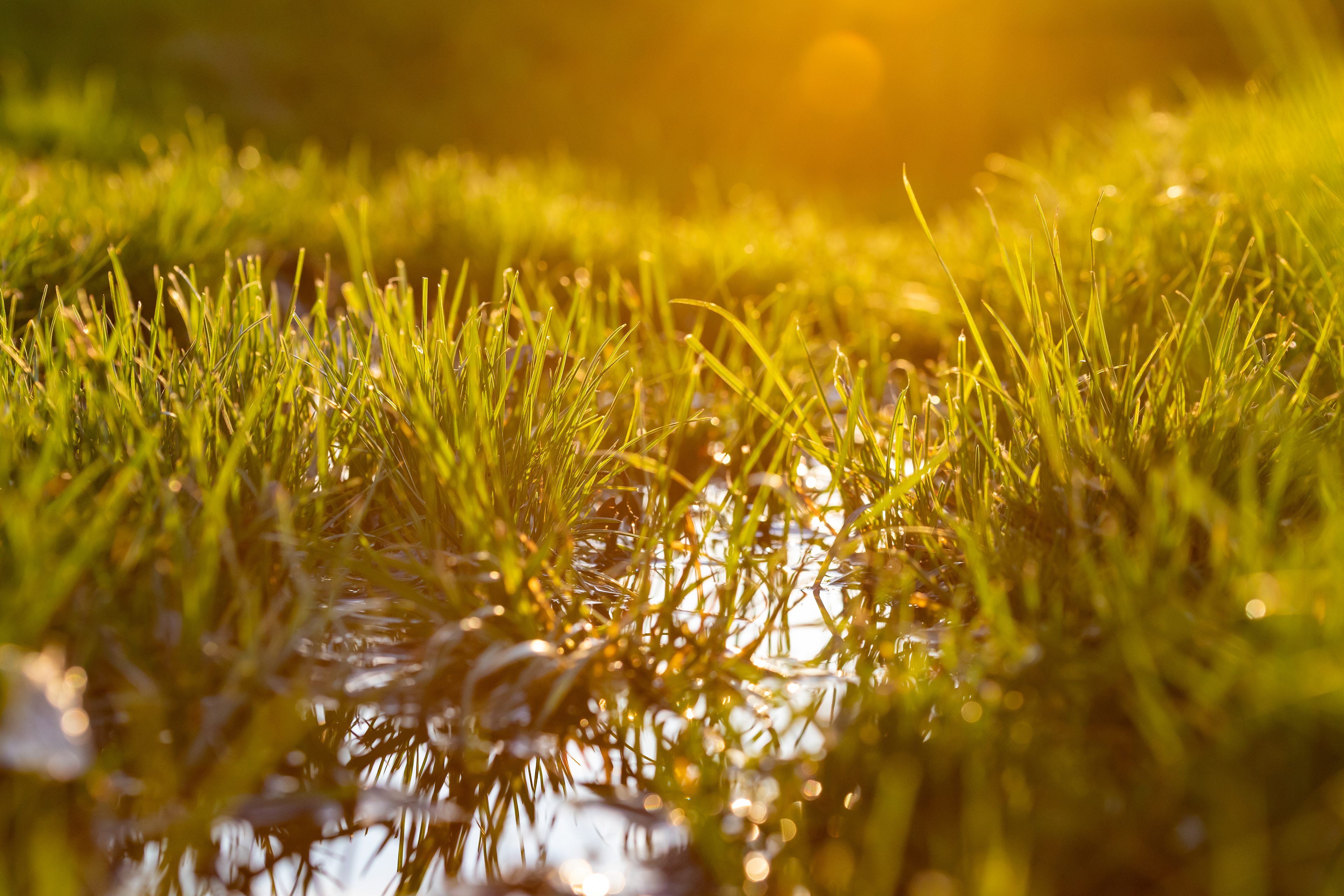 162 - Drainage Grass