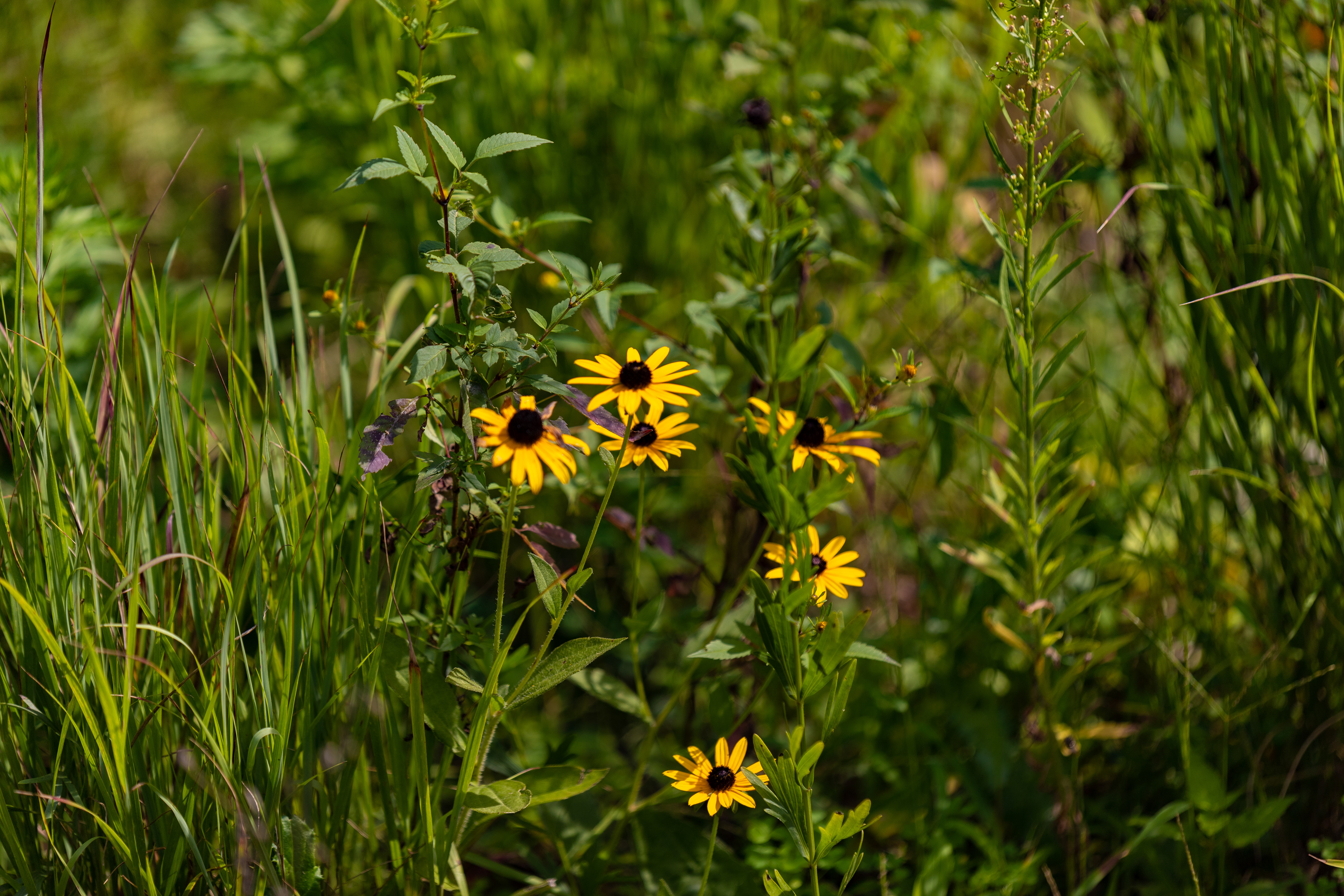 140- Black and Yellow in the Green