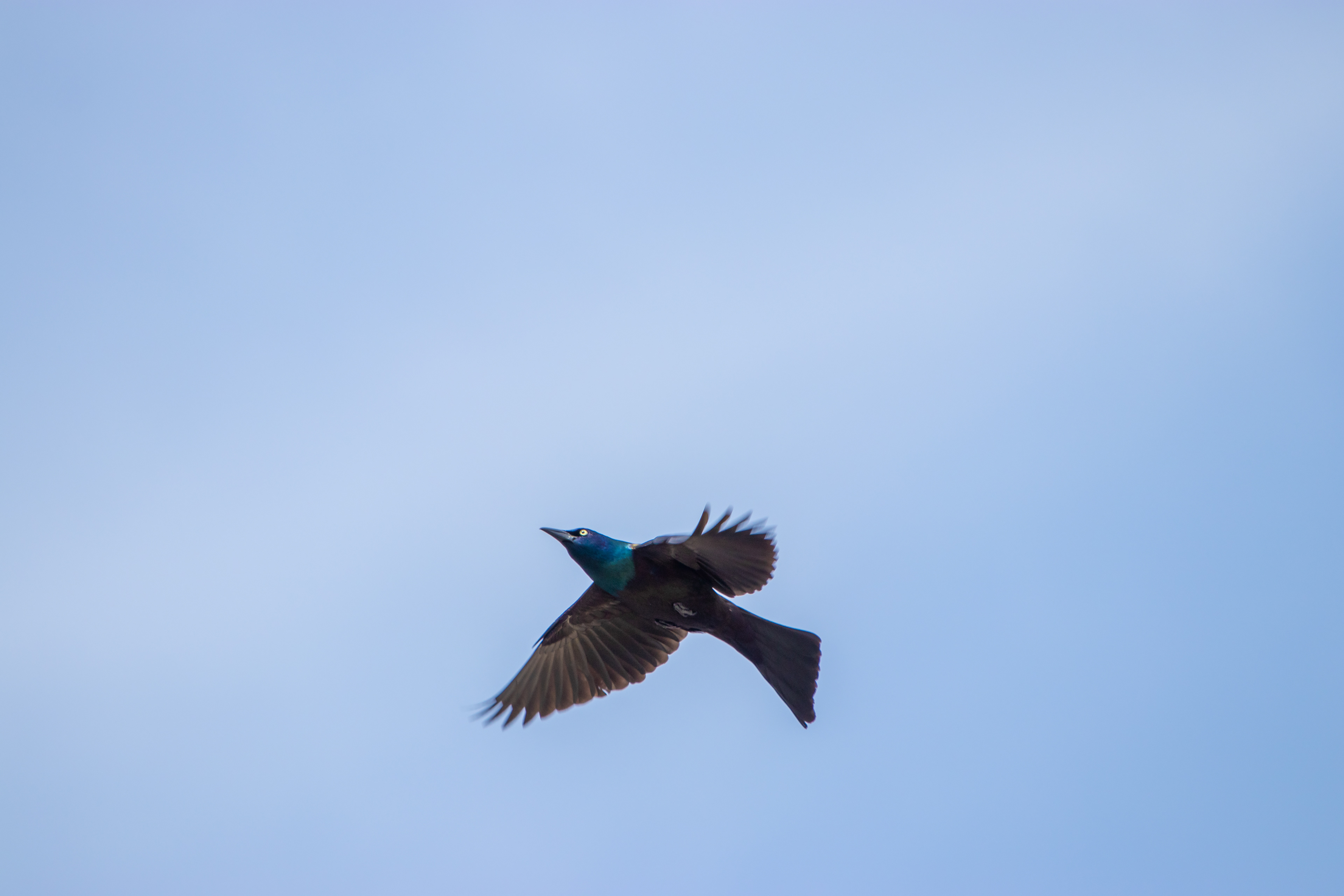 133 - Grackle in Flight