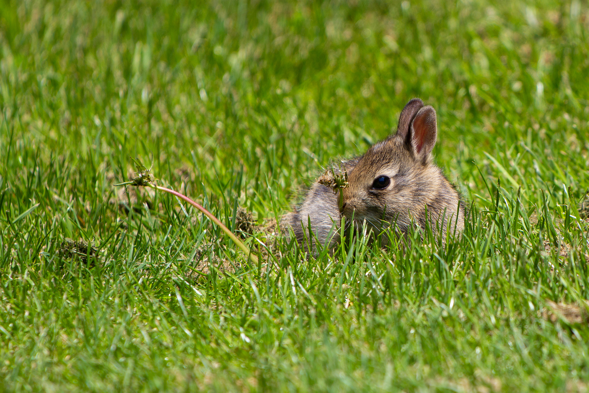 117 - Baby Bun