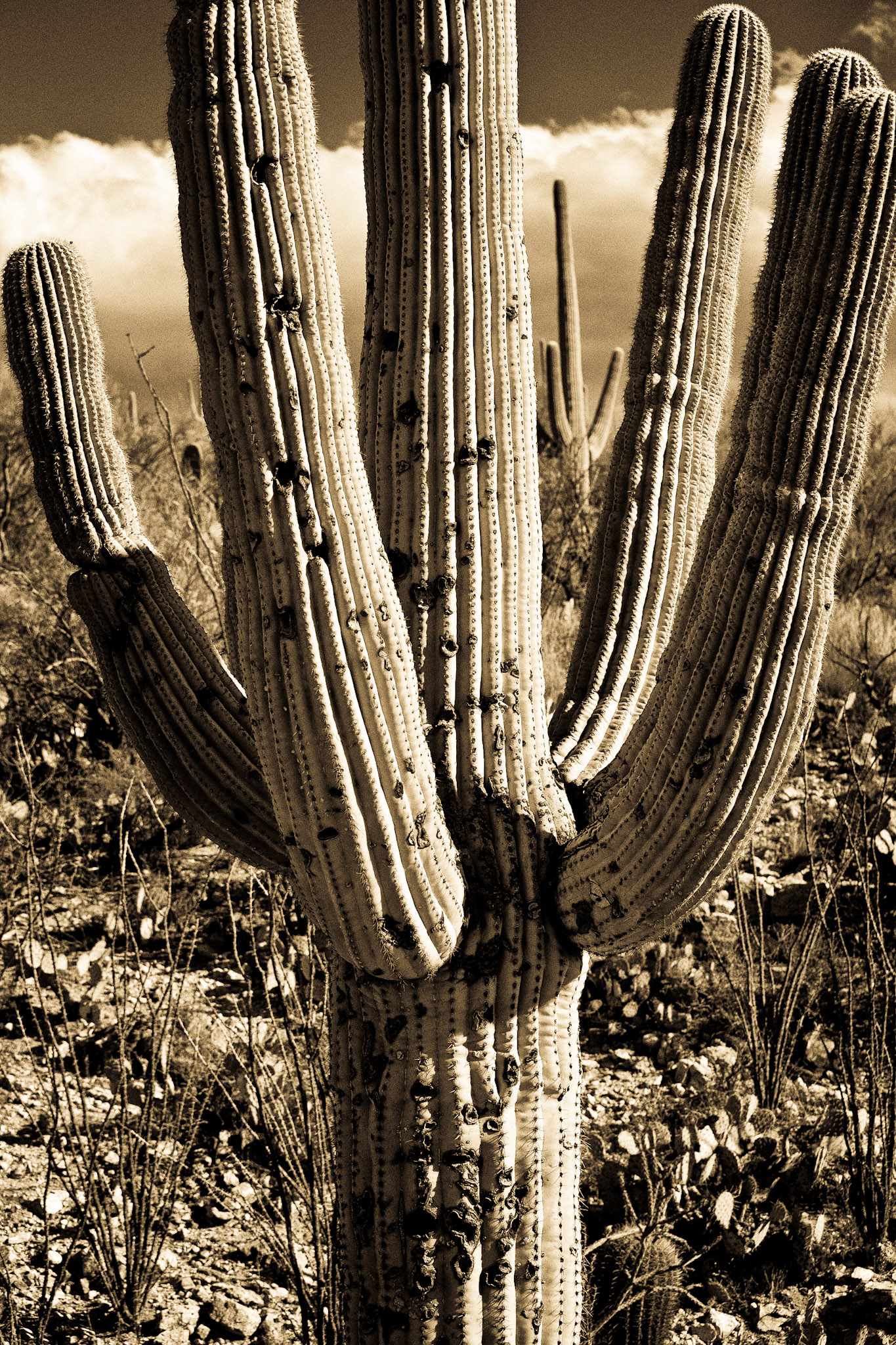 Catalina National Forest, AZ