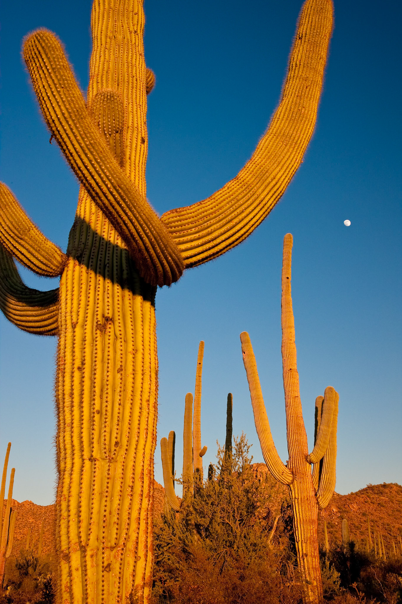 Saguaro National Park, Arizona