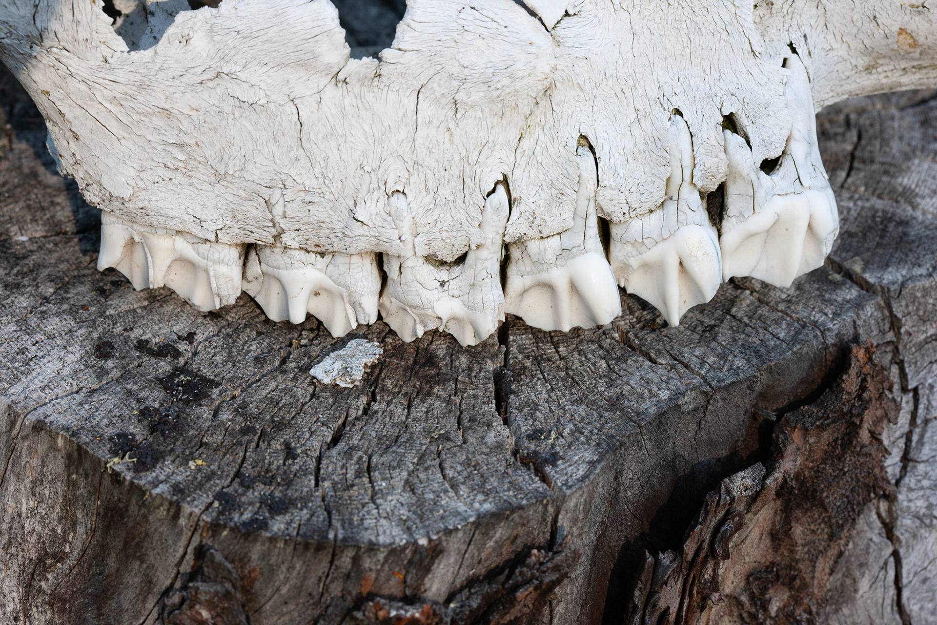 Willmore Wilderness Park, Alberta
