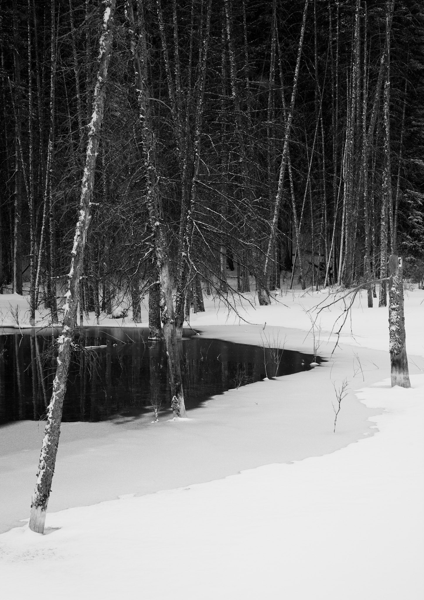 Bow River Valley, Banff N.P., Alberta