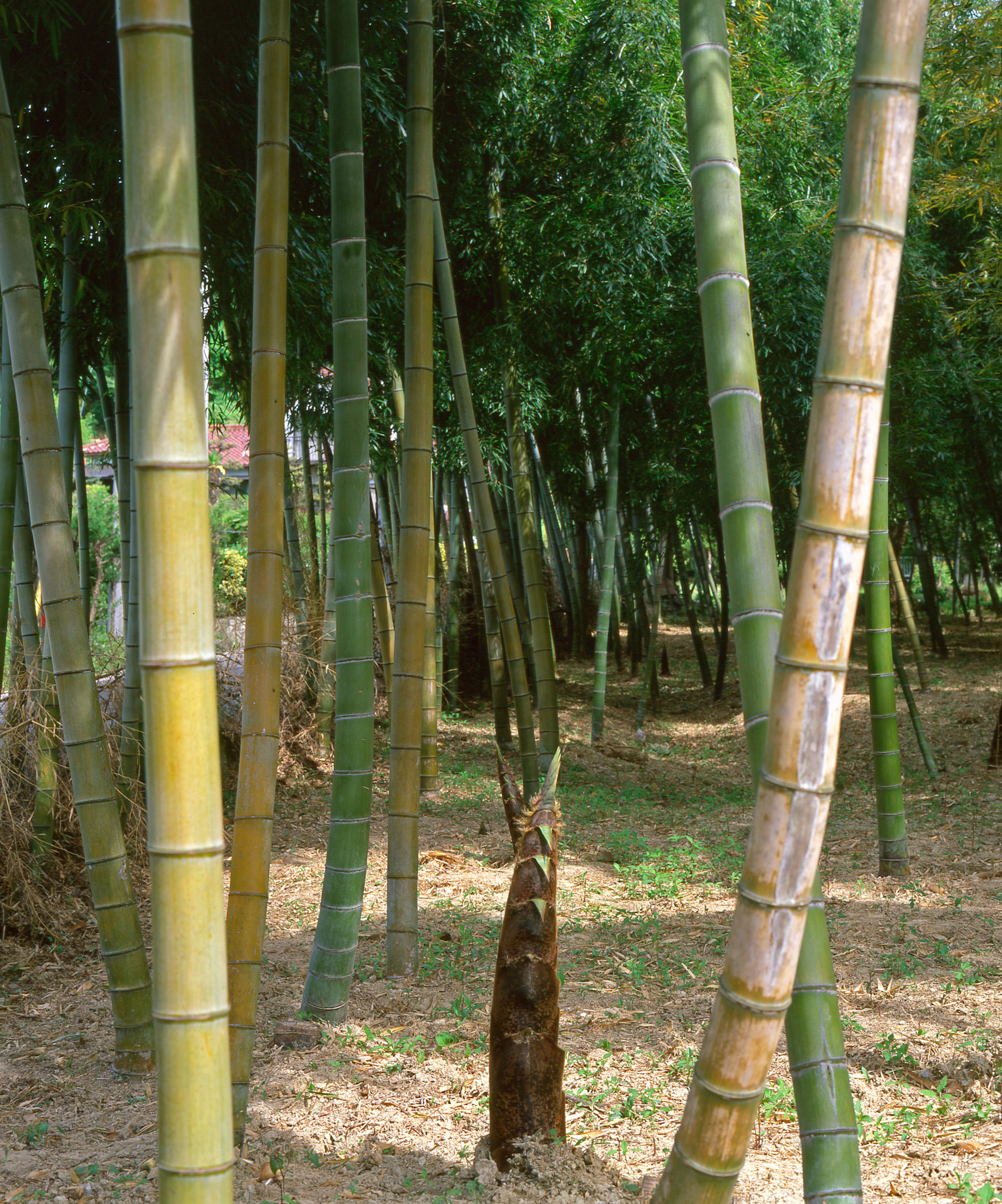 Spring Bamboo, Japan