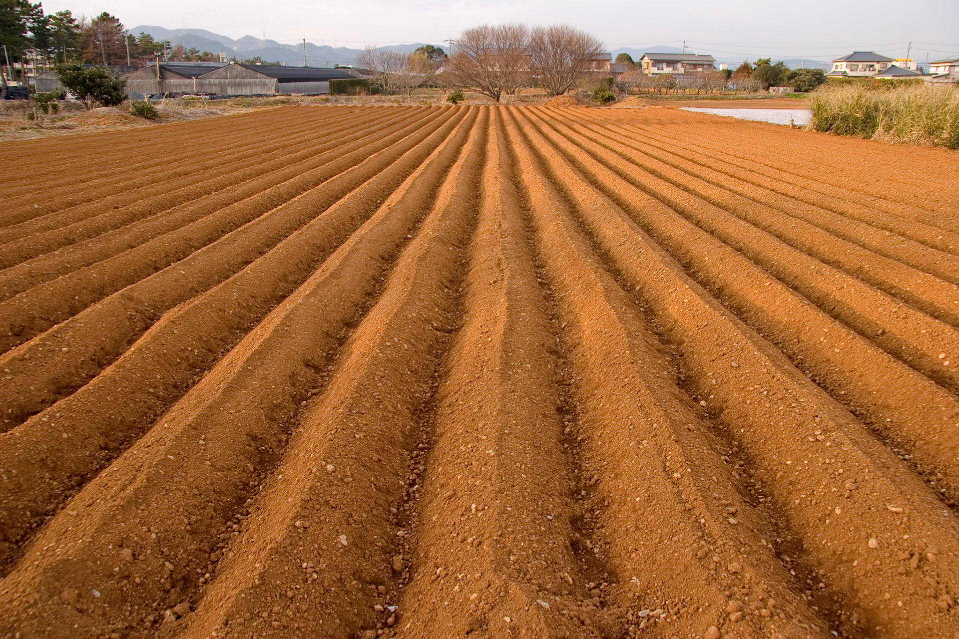 Orange Earth, Hamamatsu Japan