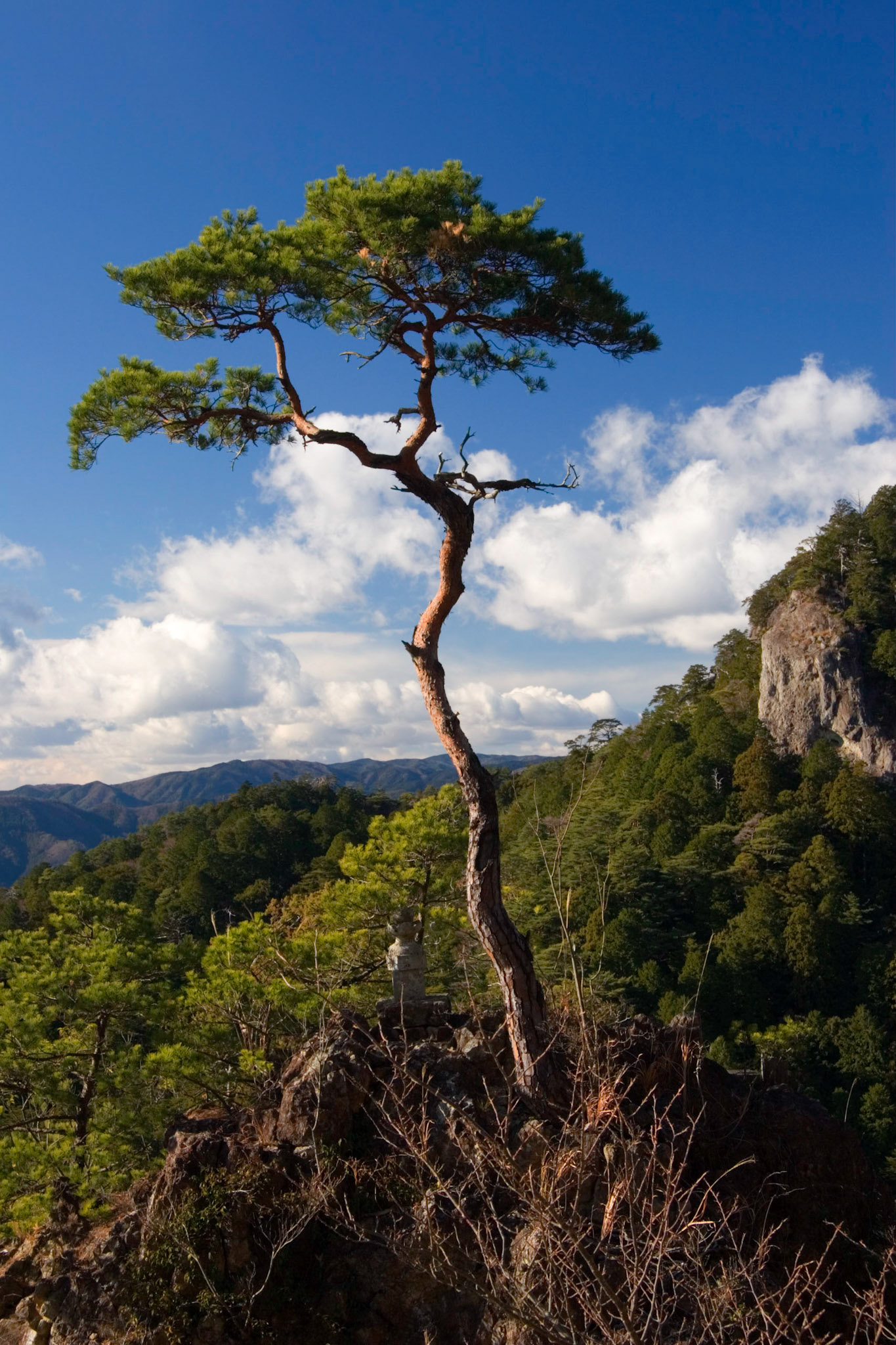 Pine, Horaiji, Japan