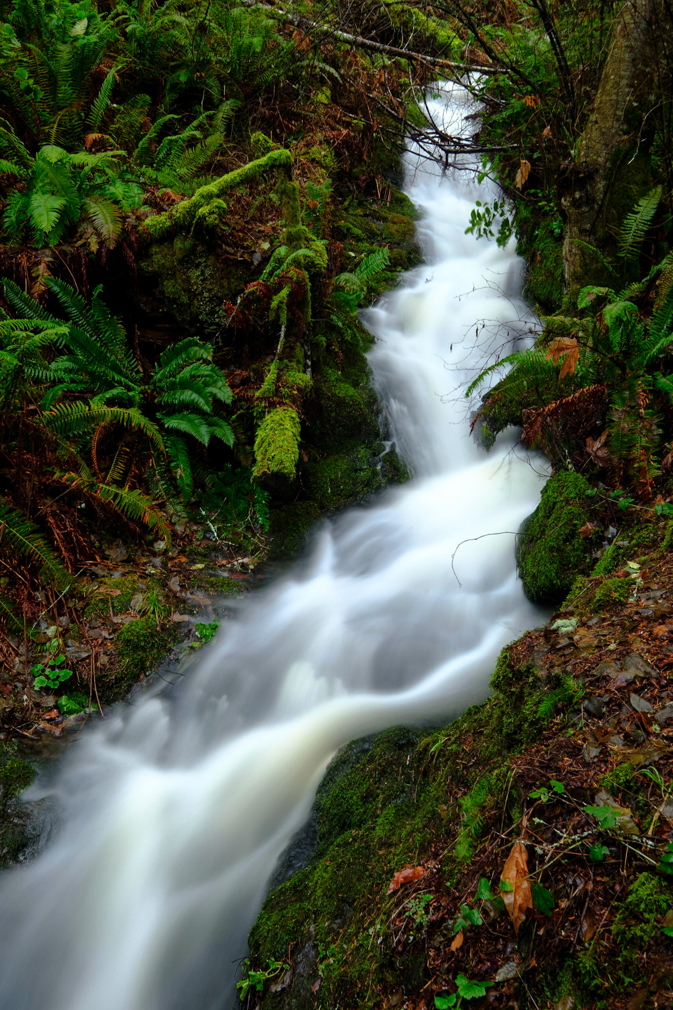 Witty's Lagoon Trail, Vancouver Island