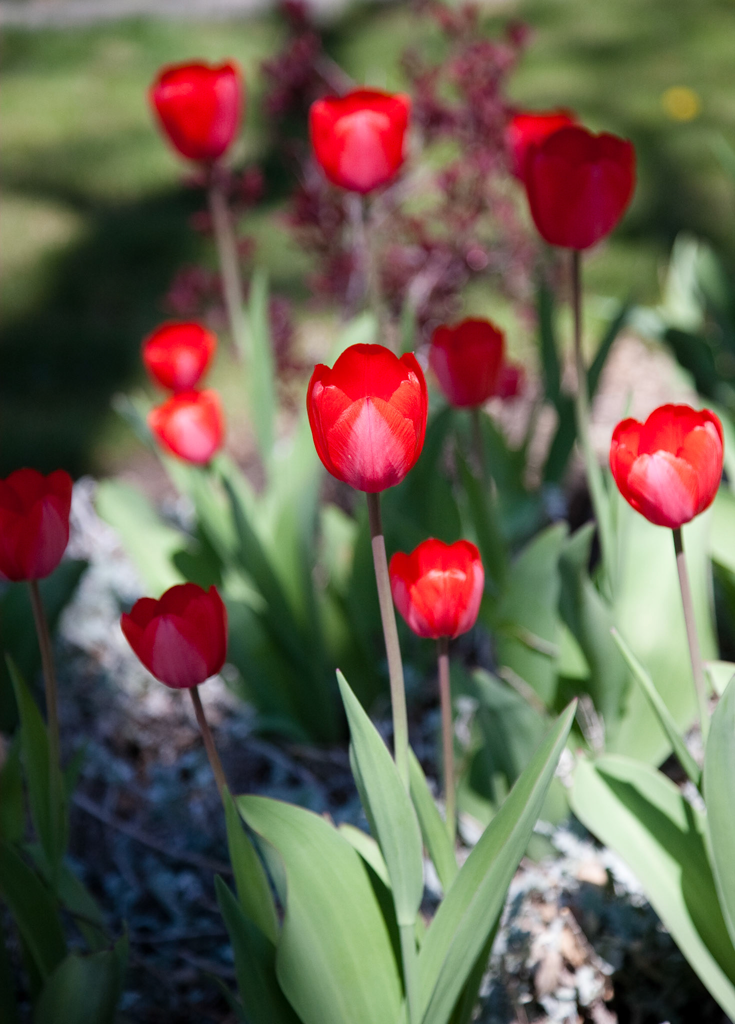 Spring Tulips