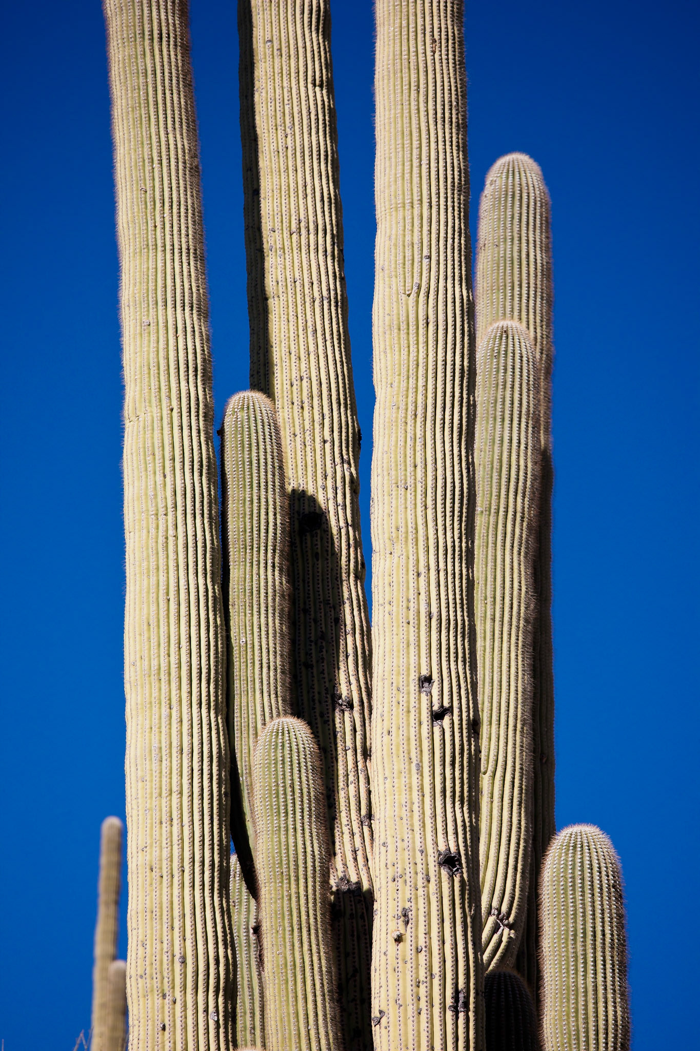 Catalina National Forest, AZ
