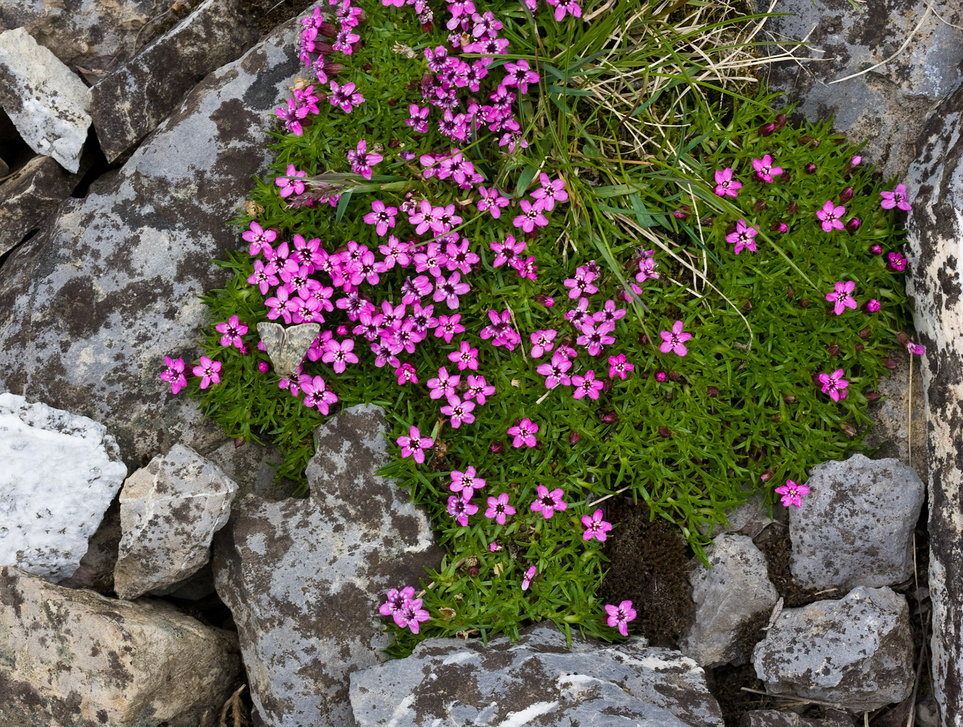 Willmore Wilderness Park, Alberta