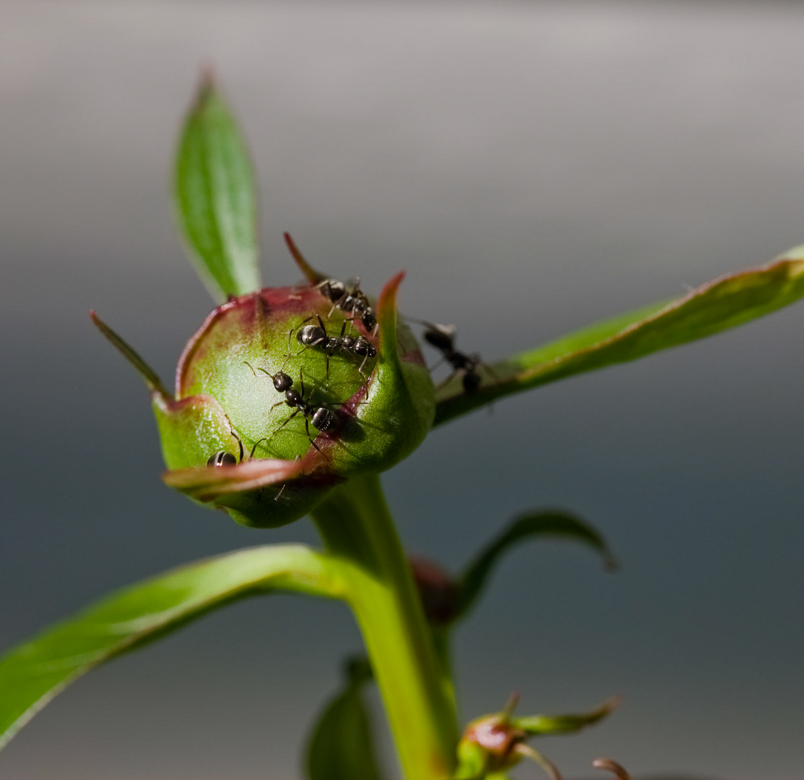 Ants and Peonies