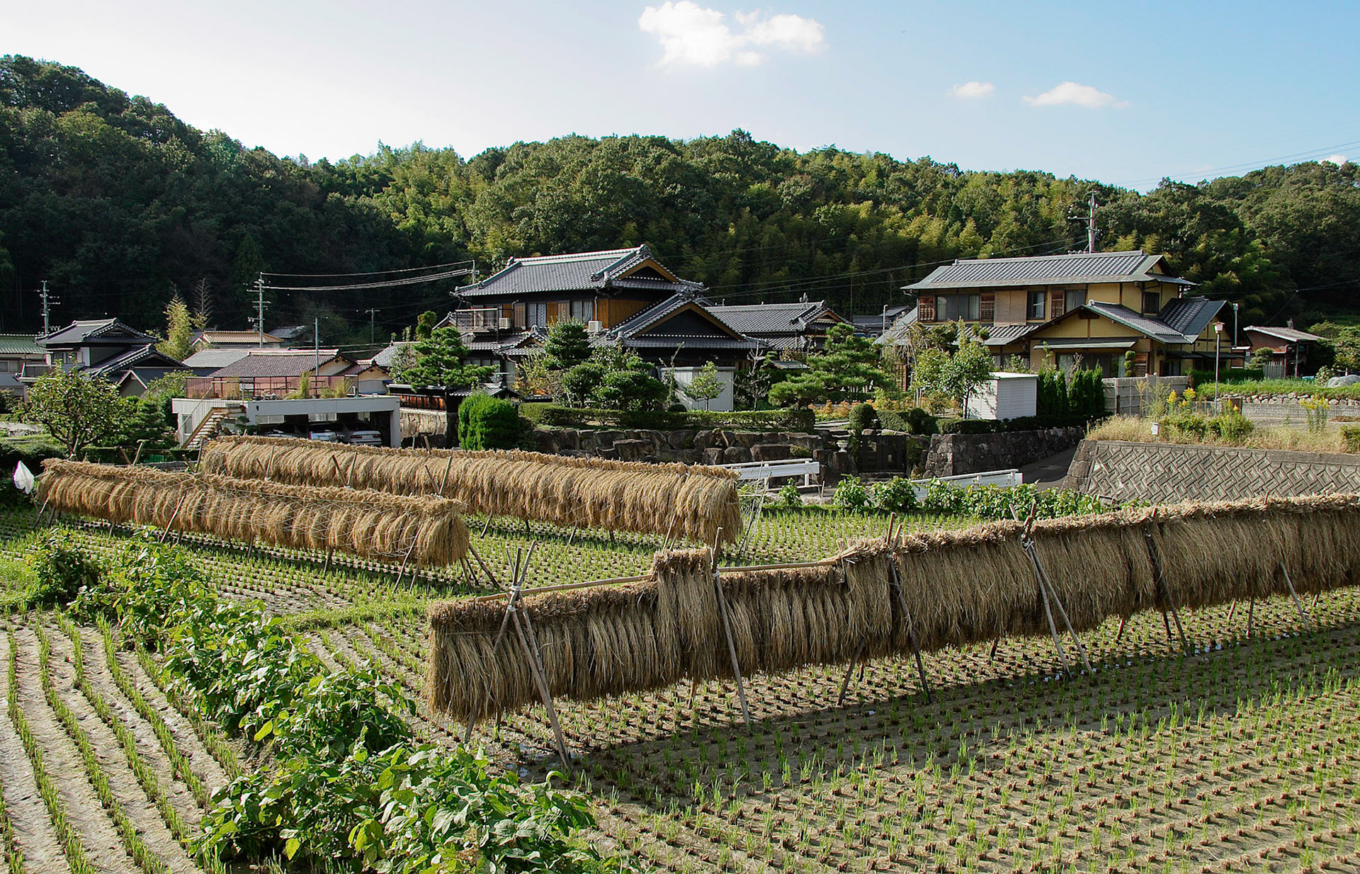 Drying Rice, Aiichi, Japan