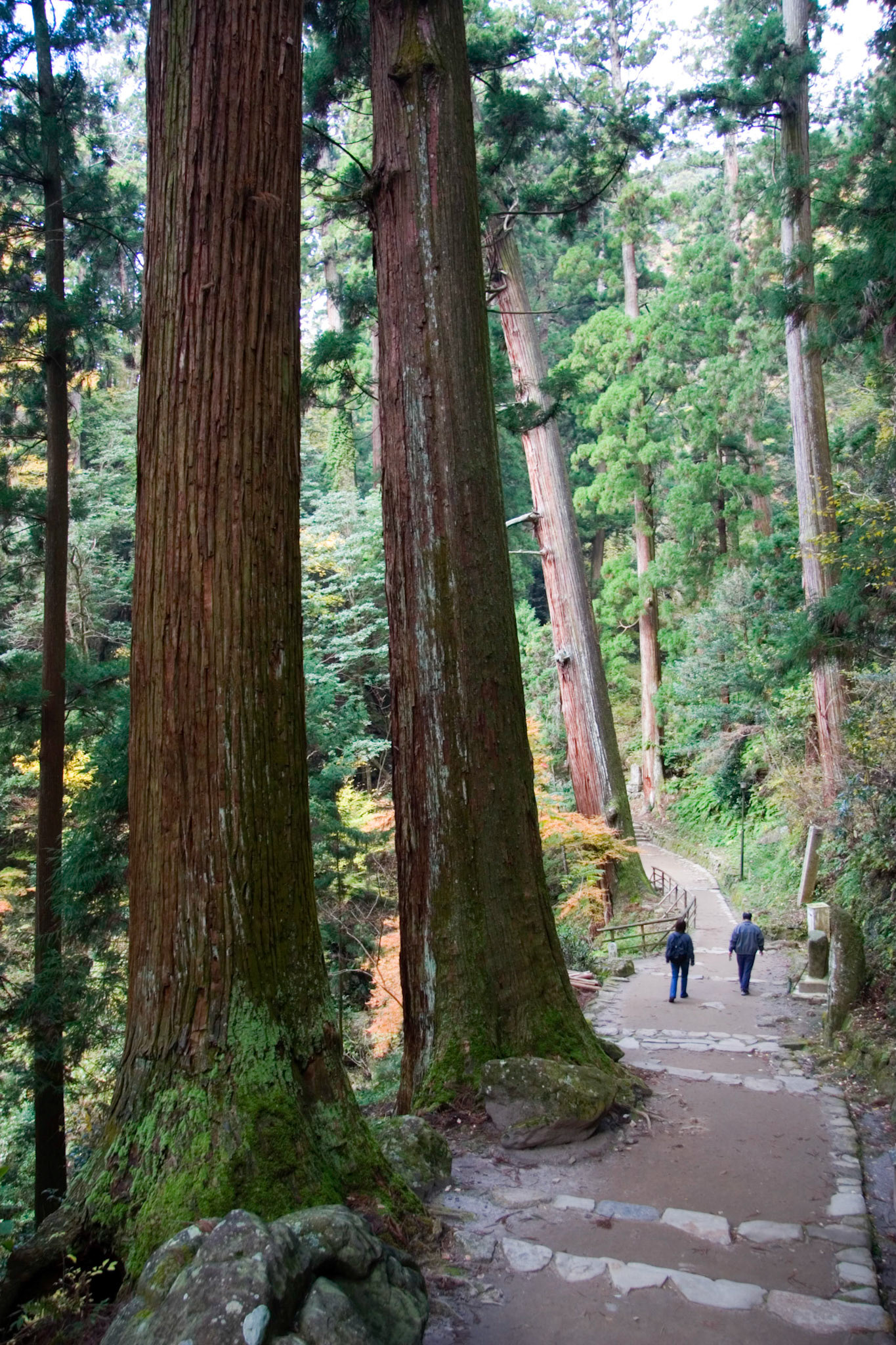 Muroji Cedars, Nara Pref, Japan