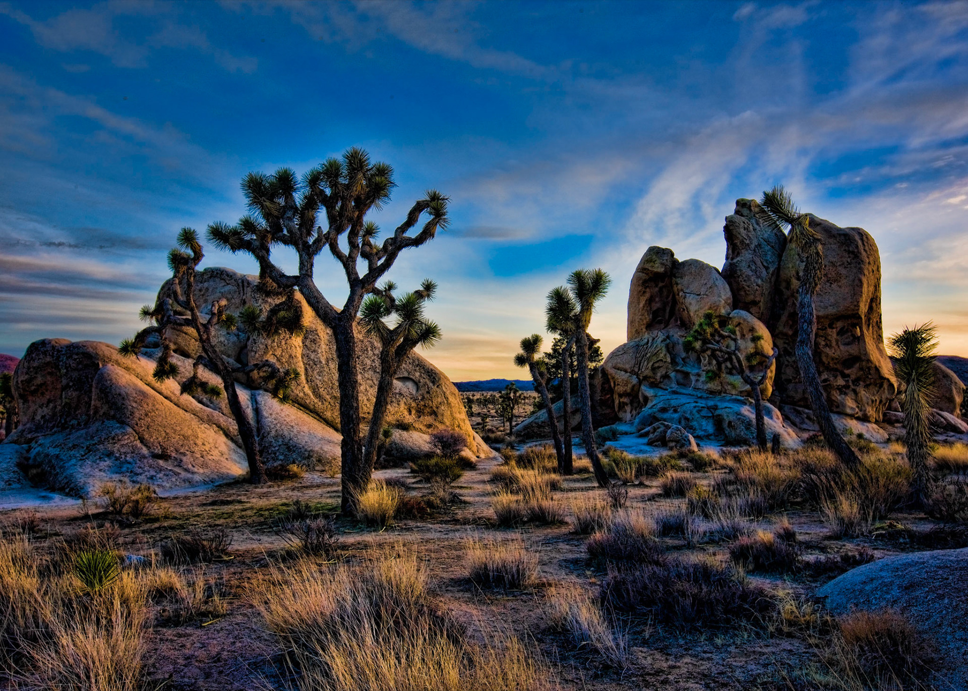 Joshua Tree N.P., California