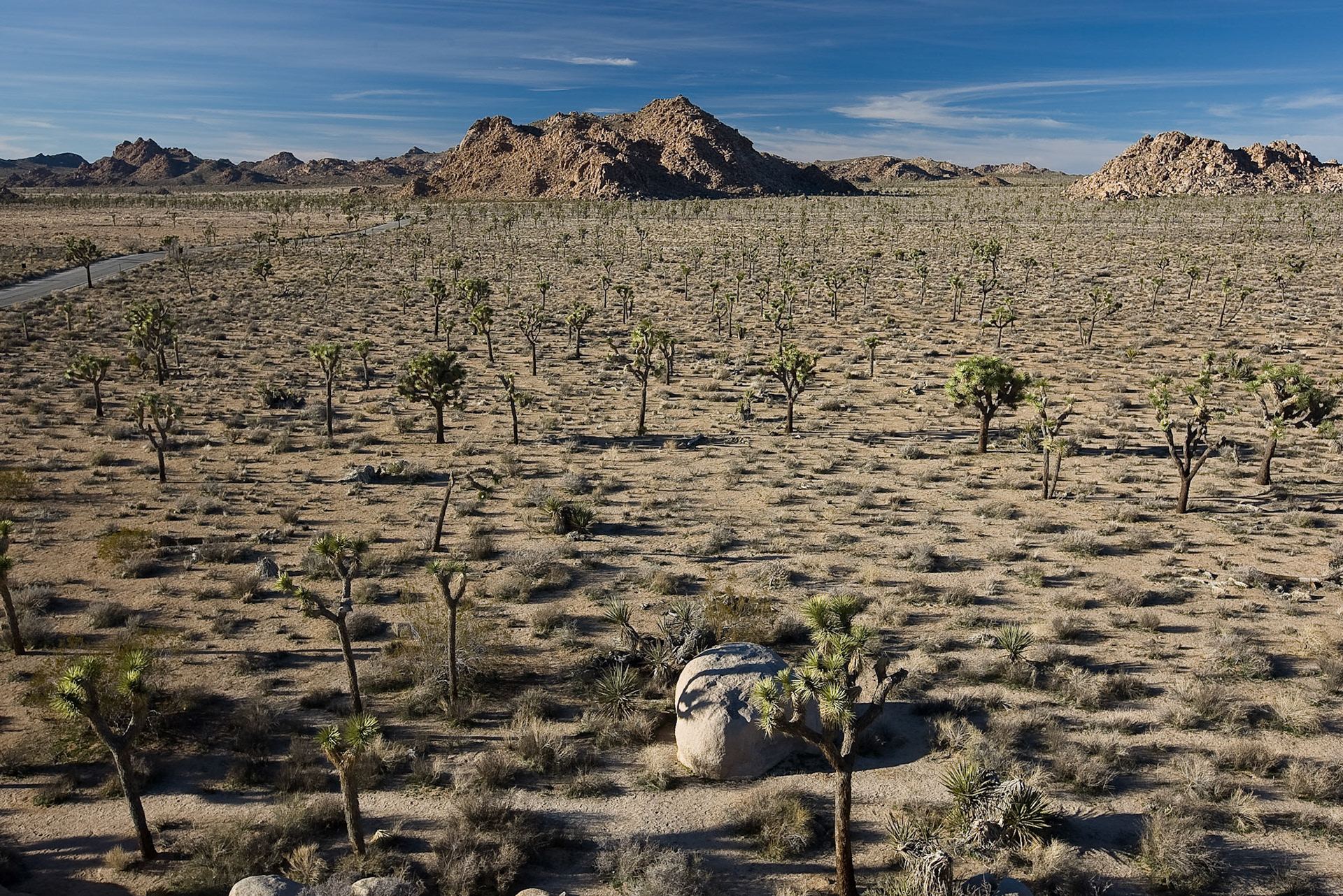 Joshua Tree N.P., California