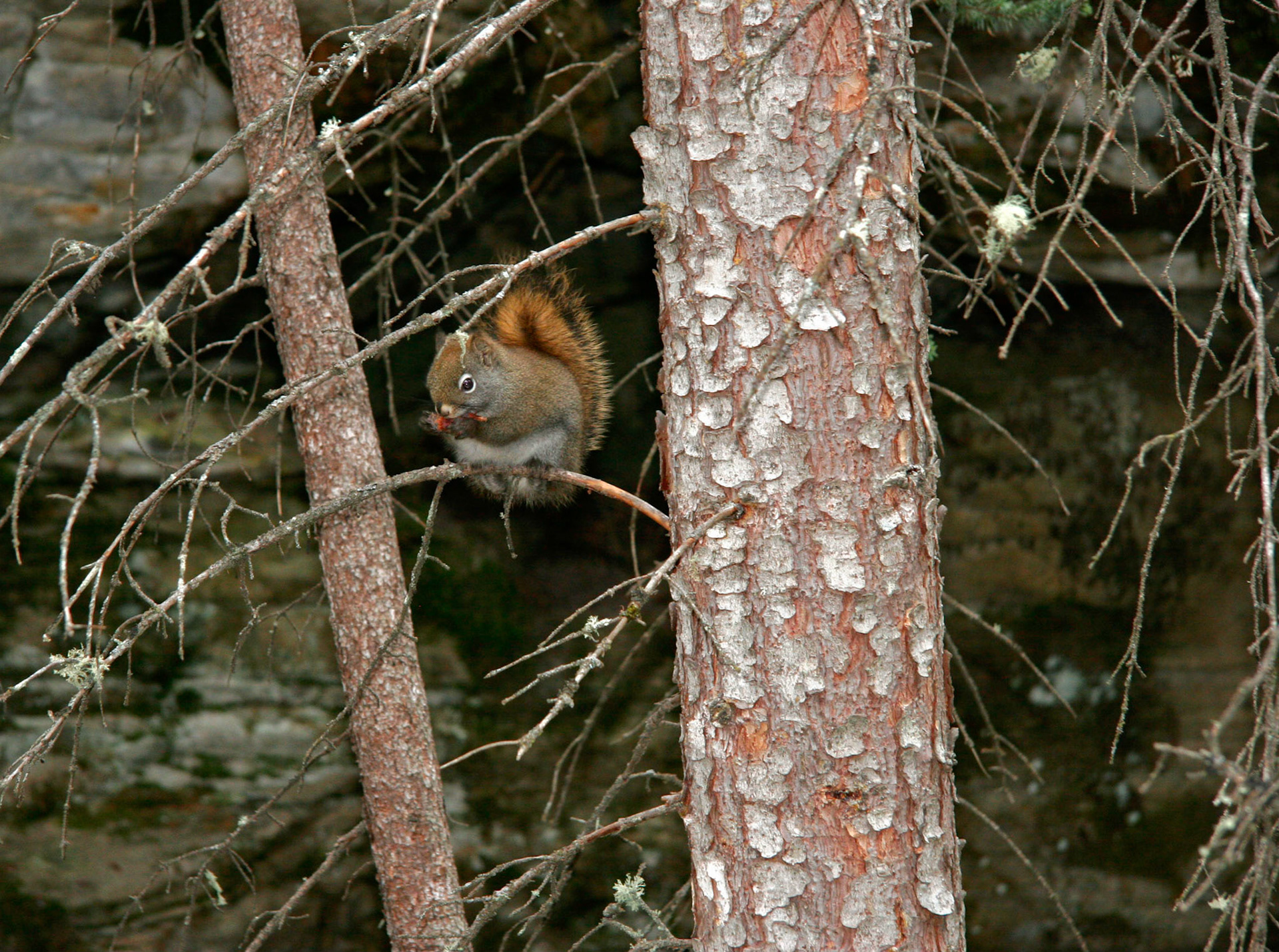 Squirrel, Jasper Alberta